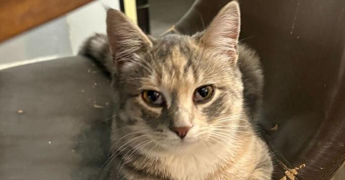 Enlarge Lady, a Adoptable mixed breed in Milltown, NJ image 2/3