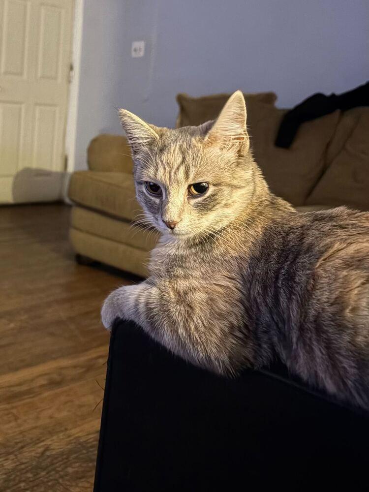 Enlarge Lady, a Adoptable mixed breed in Milltown, NJ image 3/3