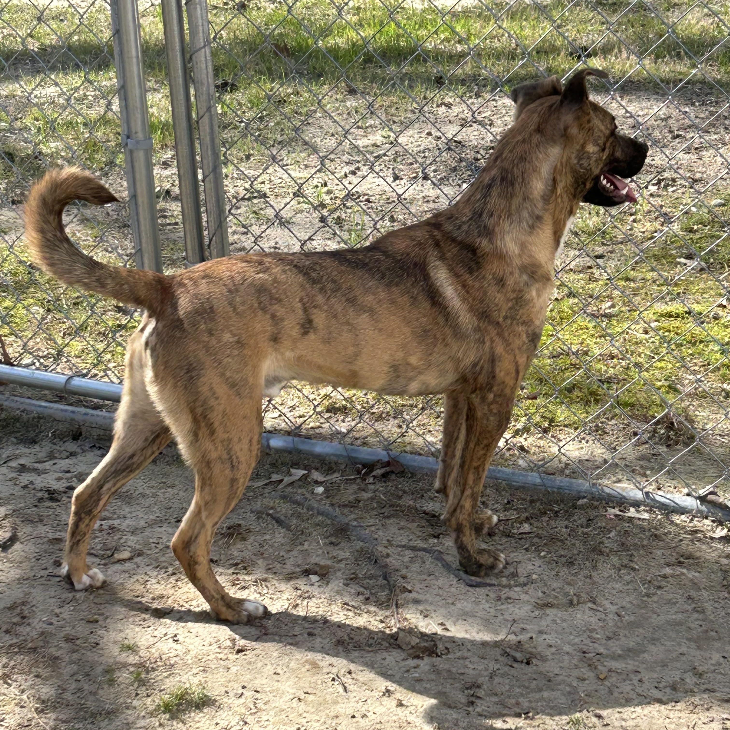 Nate, an adoptable mixed breed in Medfield, MA image 6/6