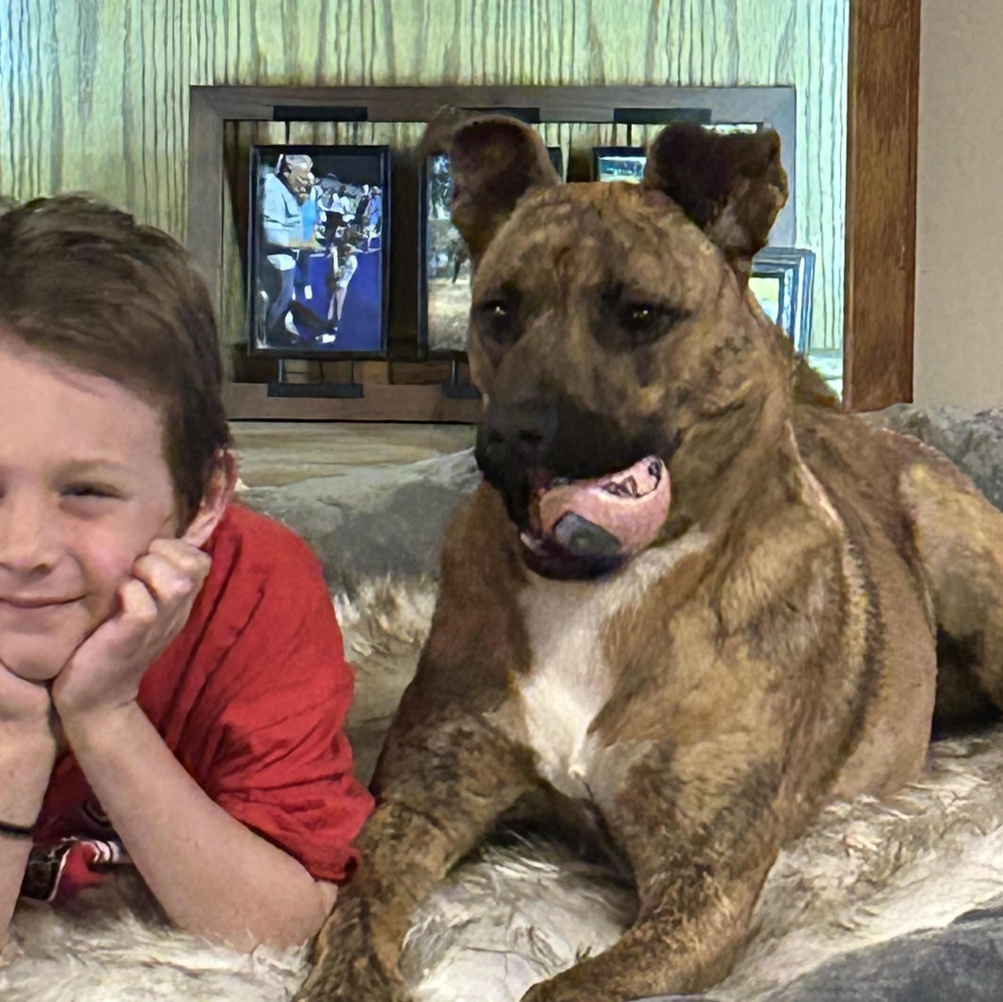 Nate, adoptable, Adult Male Plott Hound & Mixed Breed.