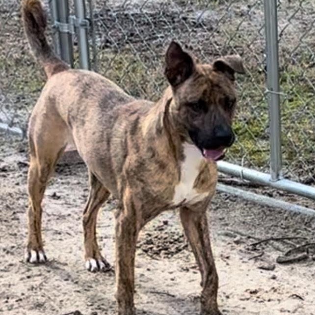 Nate, an adoptable mixed breed in Medfield, MA image 5/6