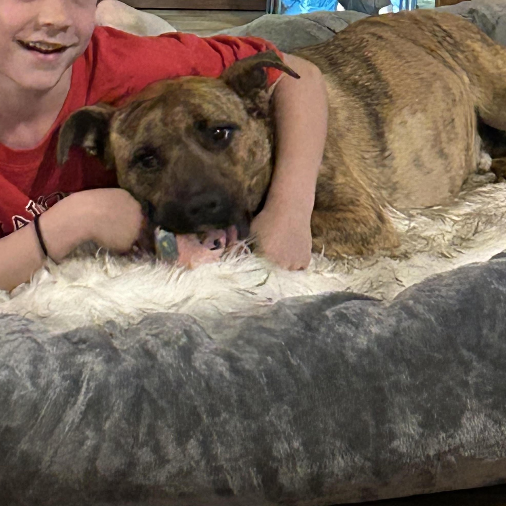 Nate, an adoptable mixed breed in Medfield, MA image 2/6