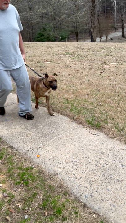 Enlarge Nate, an adoptable mixed breed in Medfield, MA video 3/6