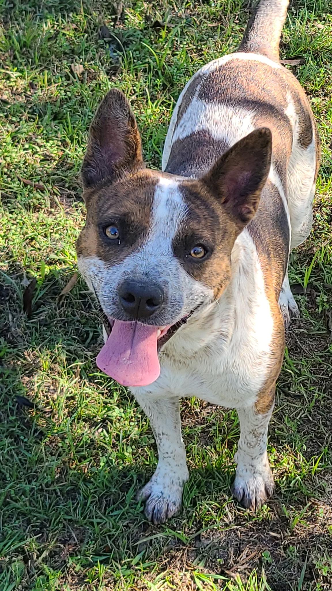 Maple, Adoptable, Young Female Australian Cattle Dog / Blue Heeler & Pit Bull Terrier.