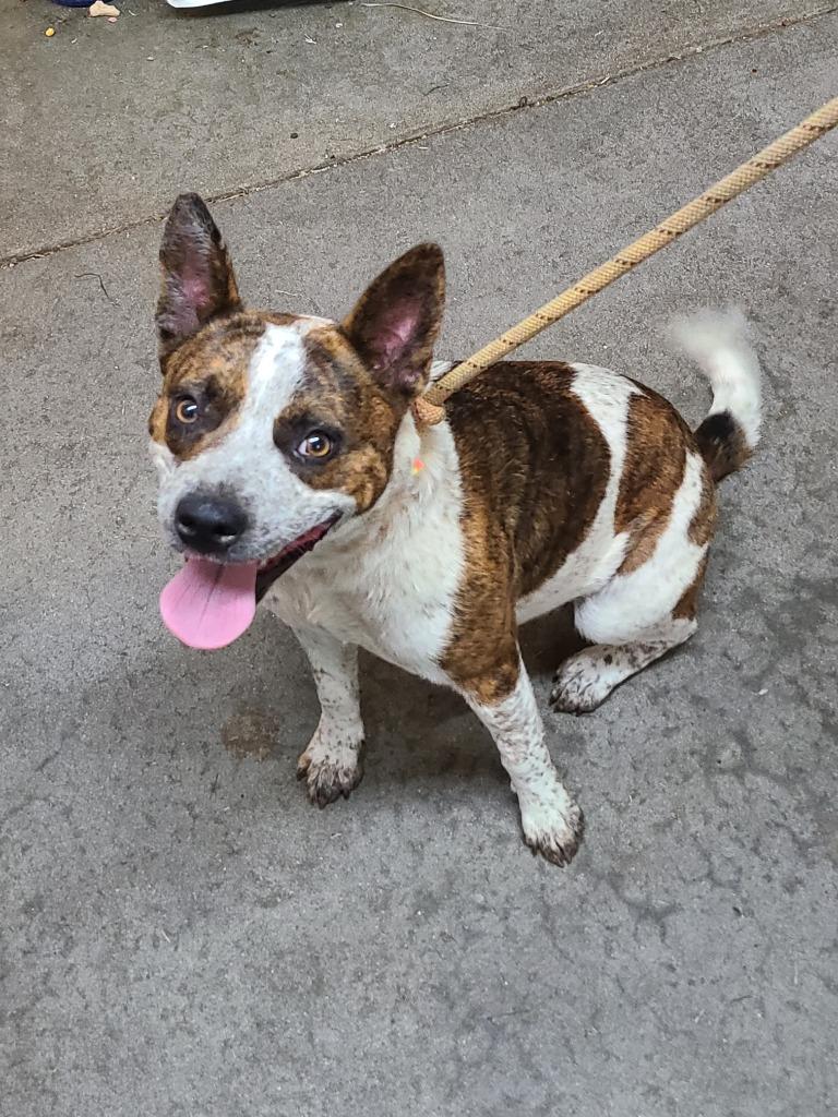 Maple, Adoptable, Young Female Australian Cattle Dog / Blue Heeler & Pit Bull Terrier.