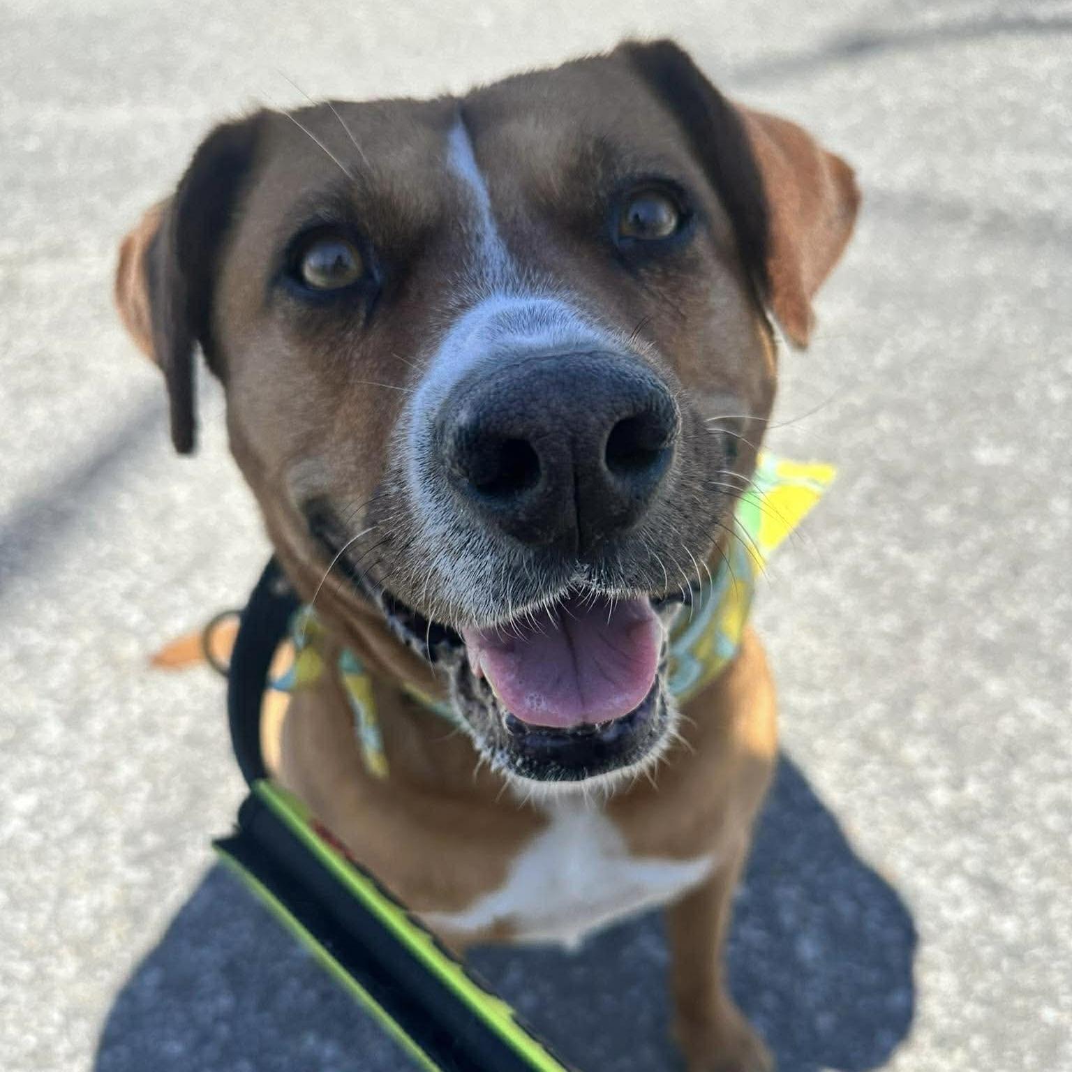 Enlarge Felice, a Adoptable mixed breed in Burlington, ON image 1/6
