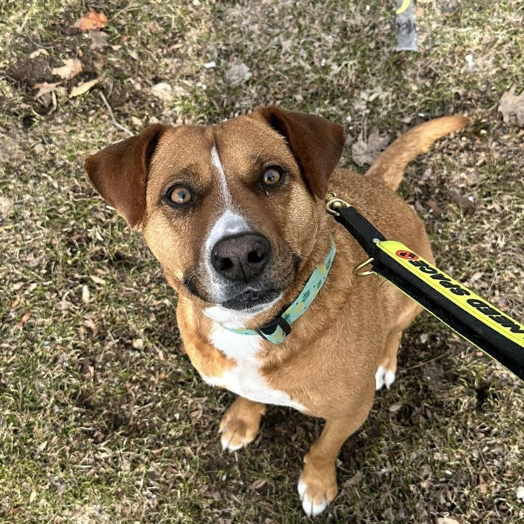 Enlarge Felice, a Adoptable mixed breed in Burlington, ON image 2/6