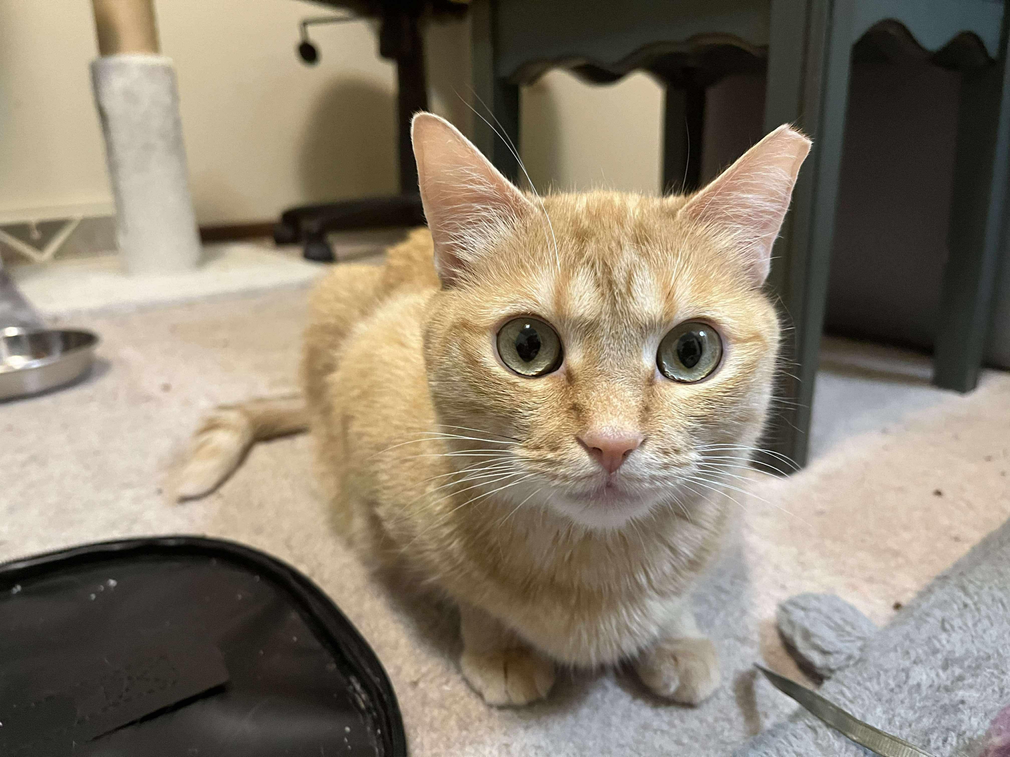 Duck, Adoptable, Adult Female Domestic Short Hair.