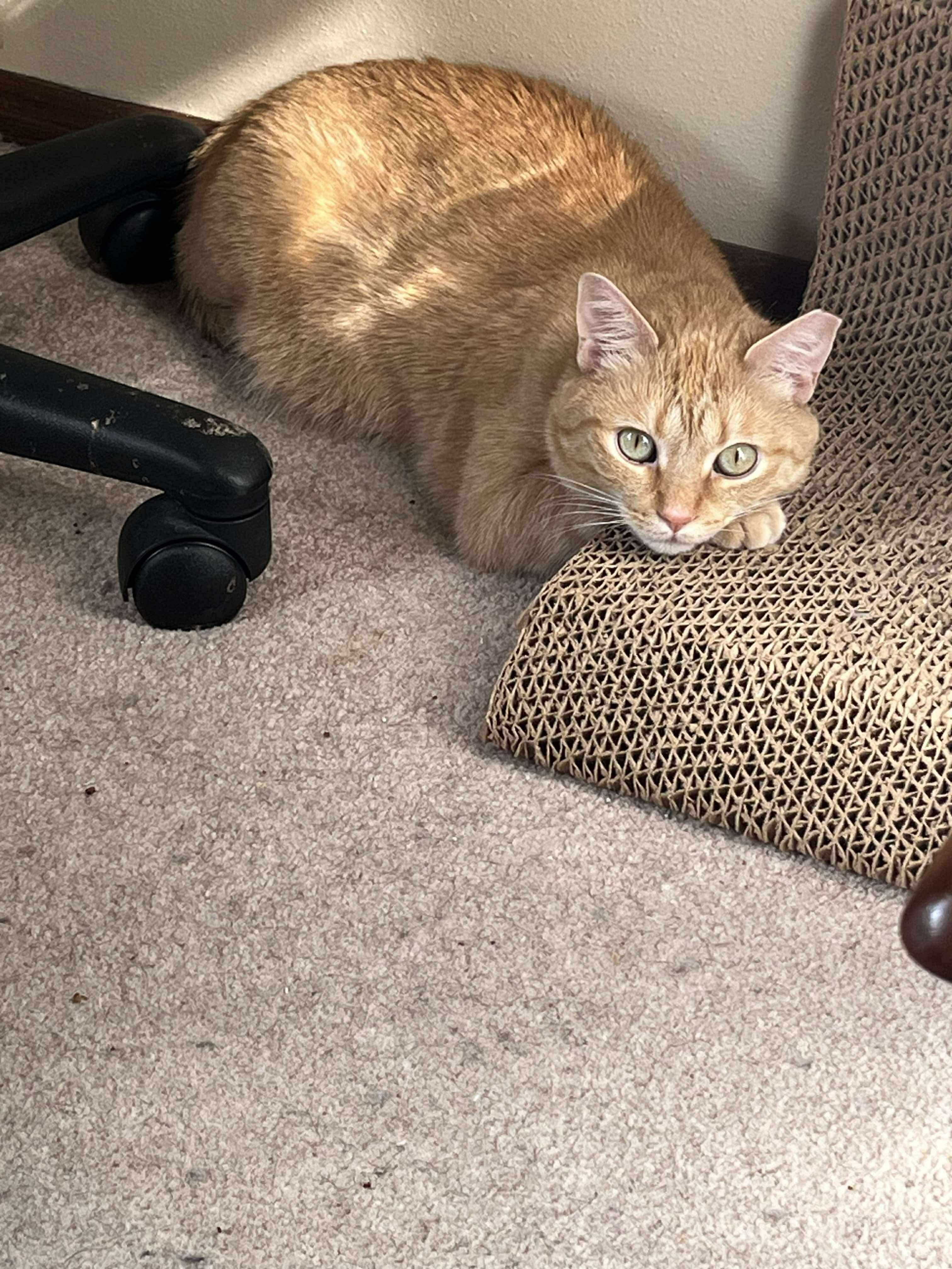 Enlarge Duck, a Adoptable Domestic Short Hair in Milwaukee, WI image 3/6