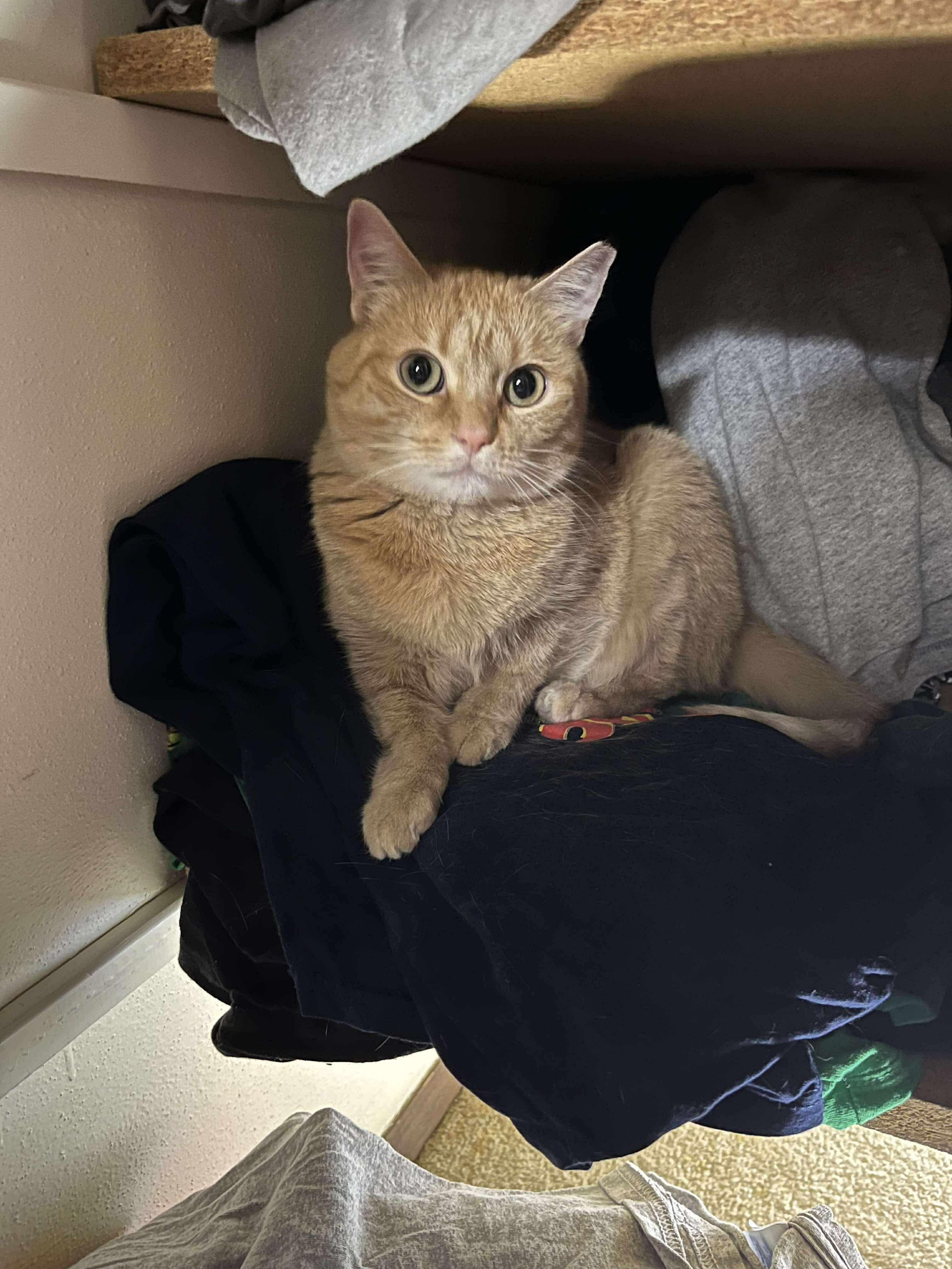 Enlarge Duck, a Adoptable Domestic Short Hair in Milwaukee, WI image 5/6