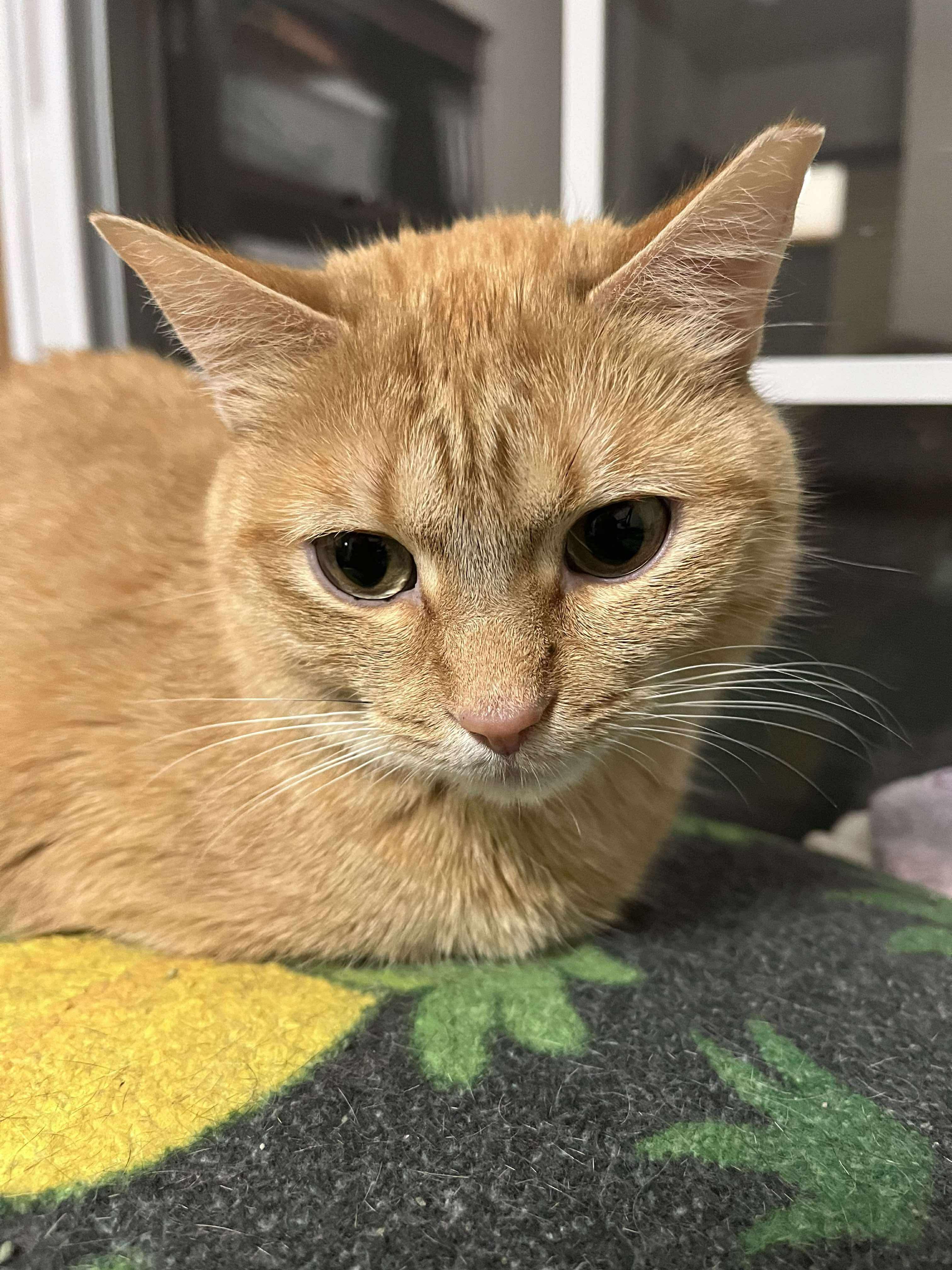 Enlarge Duck, a Adoptable Domestic Short Hair in Milwaukee, WI image 6/6