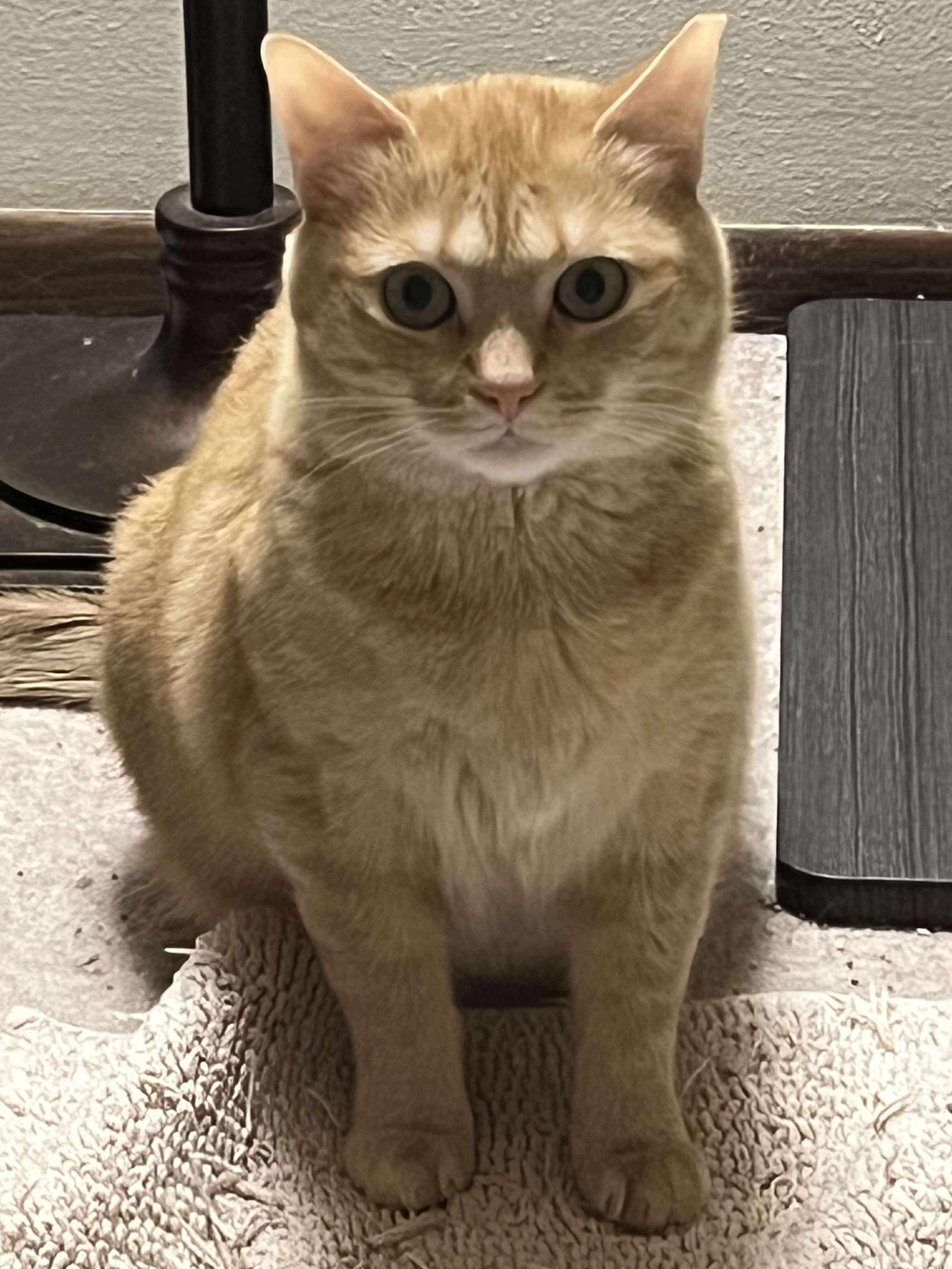 Enlarge Duck, a Adoptable Domestic Short Hair in Milwaukee, WI image 2/6