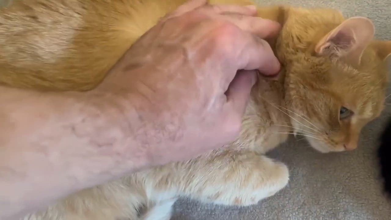 Enlarge Duck, a Adoptable Domestic Short Hair in Milwaukee, WI video 4/6