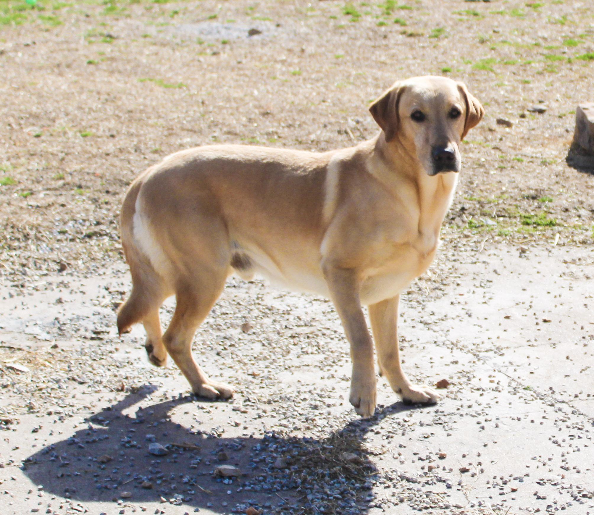 Guy, ADOPTABLE, Adult Male Labrador Retriever.