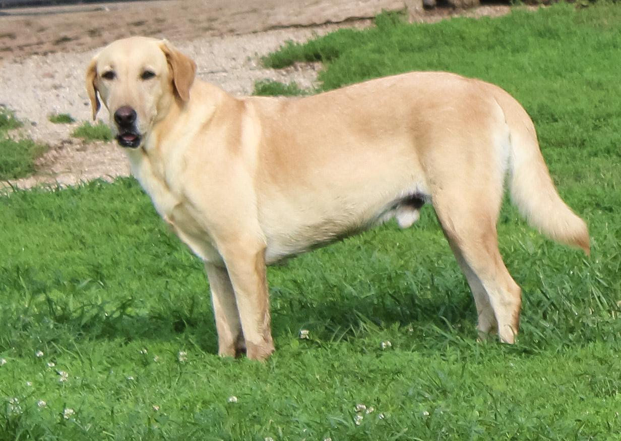 Enlarge Guy, a ADOPTABLE Labrador Retriever in Neosho, MO image 1/3