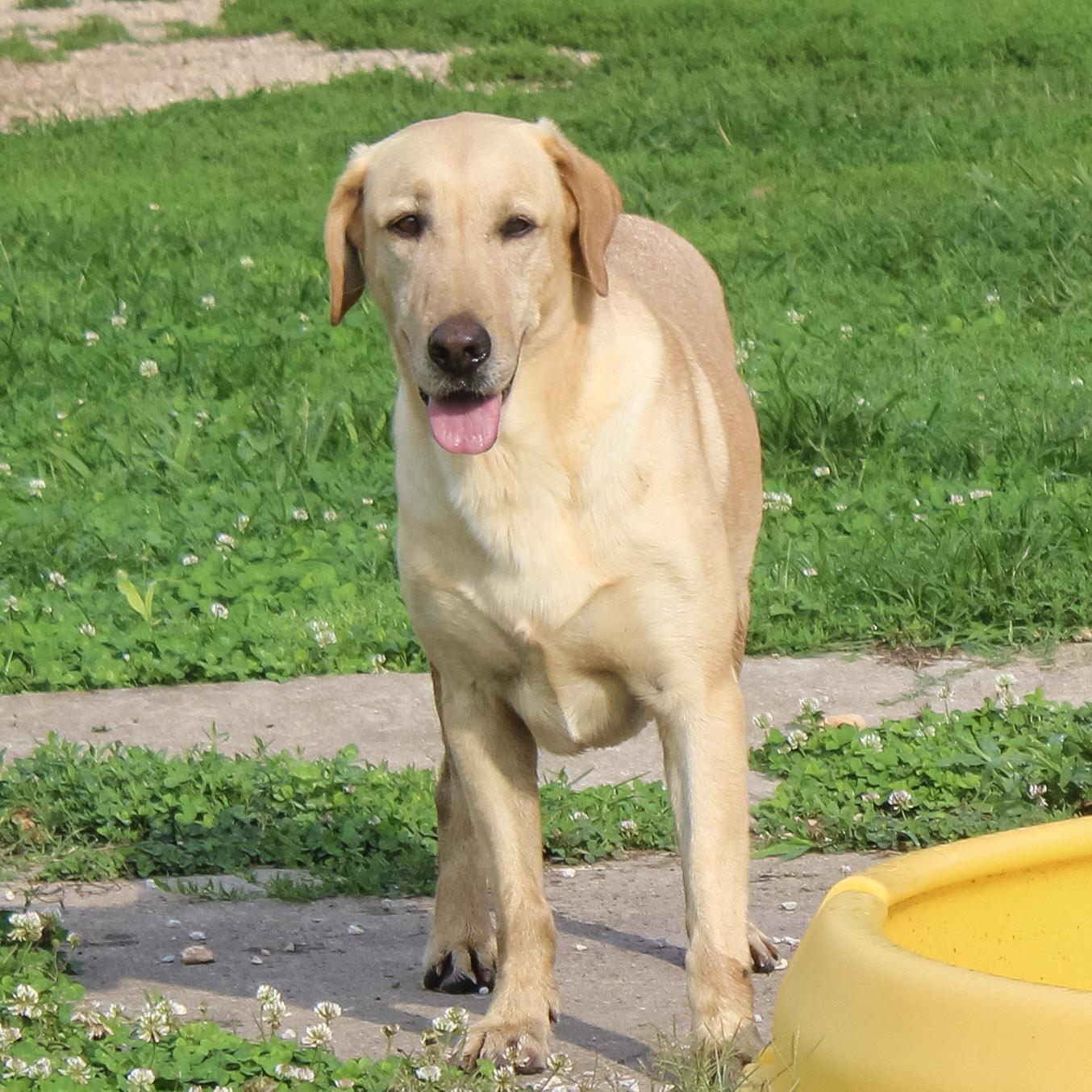 Enlarge Guy, a ADOPTABLE Labrador Retriever in Neosho, MO image 2/3