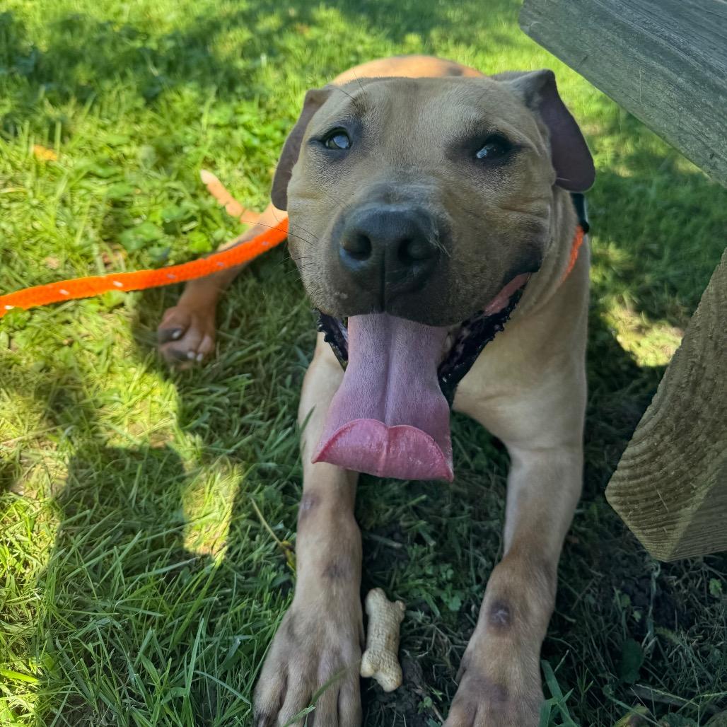 "Hammy"-Stray, Adoptable, Adult Male Pit Bull Terrier.