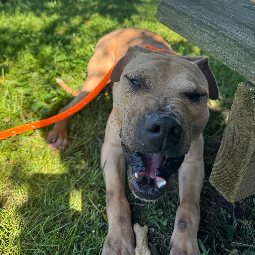 Enlarge "Hammy"-Stray, a Adoptable Pit Bull Terrier in Perkiomenville, PA image 2/6