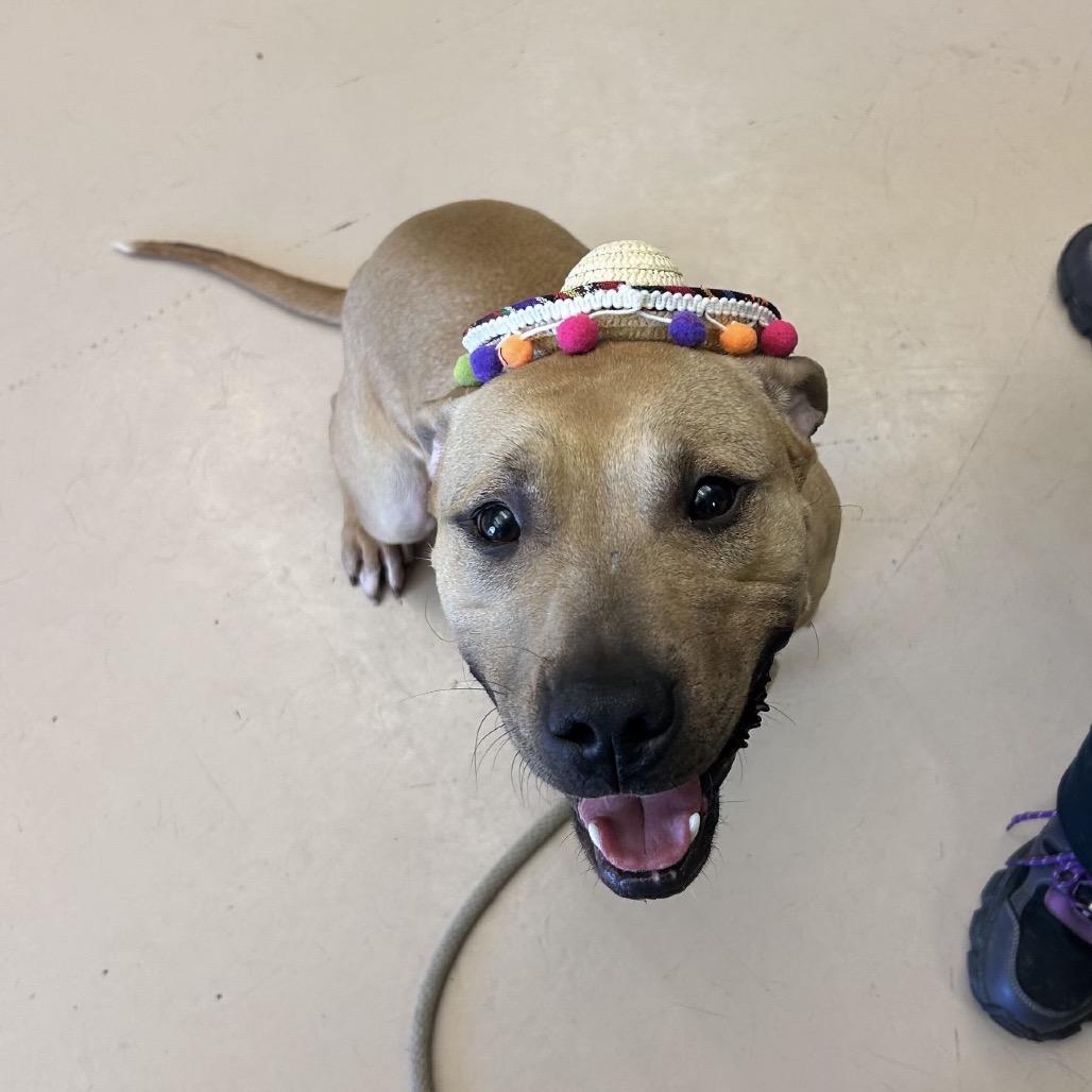Enlarge "Hammy"-Stray, a Adoptable Pit Bull Terrier in Perkiomenville, PA image 3/6