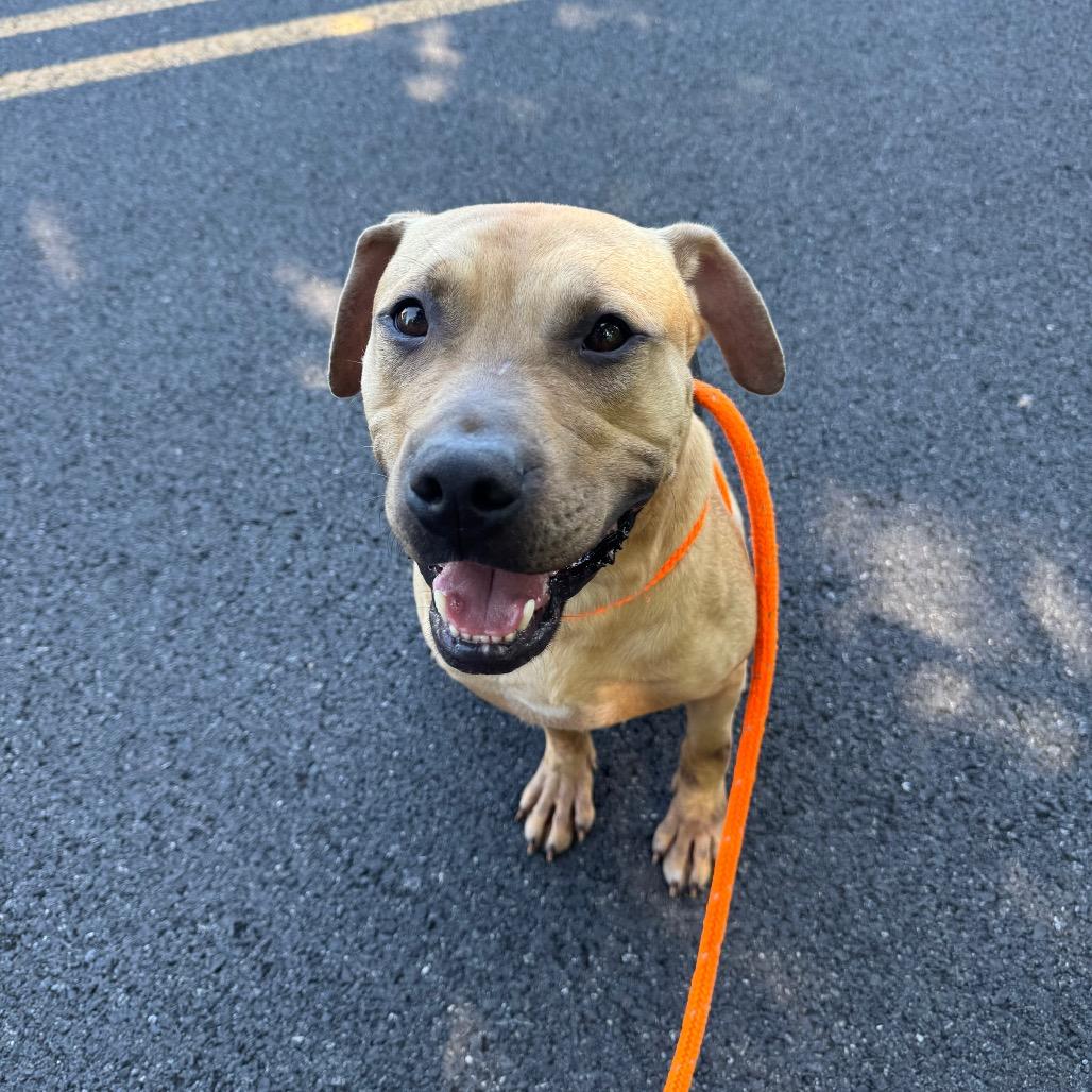 Enlarge "Hammy"-Stray, a Adoptable Pit Bull Terrier in Perkiomenville, PA image 4/6
