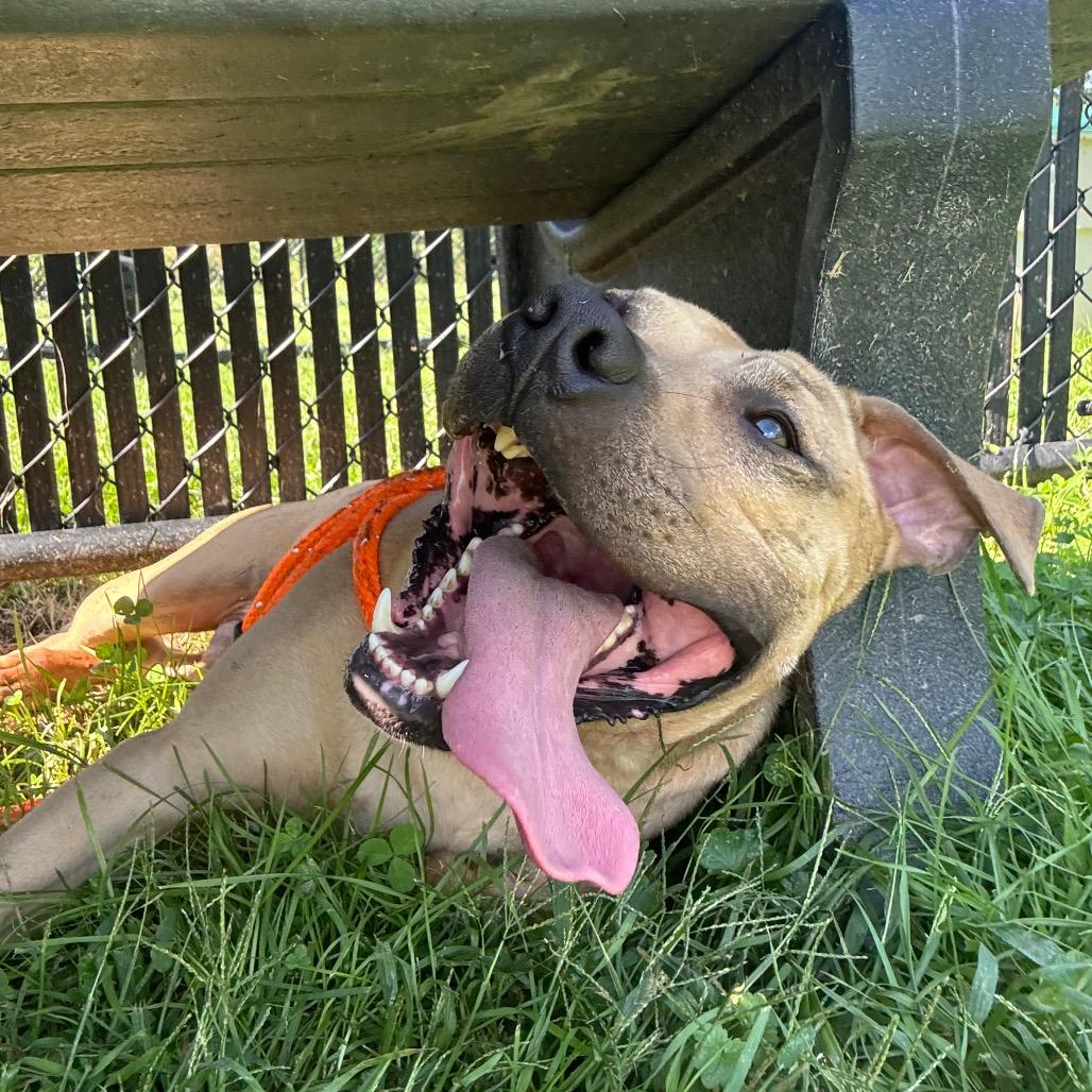 Enlarge "Hammy"-Stray, a Adoptable Pit Bull Terrier in Perkiomenville, PA image 5/6