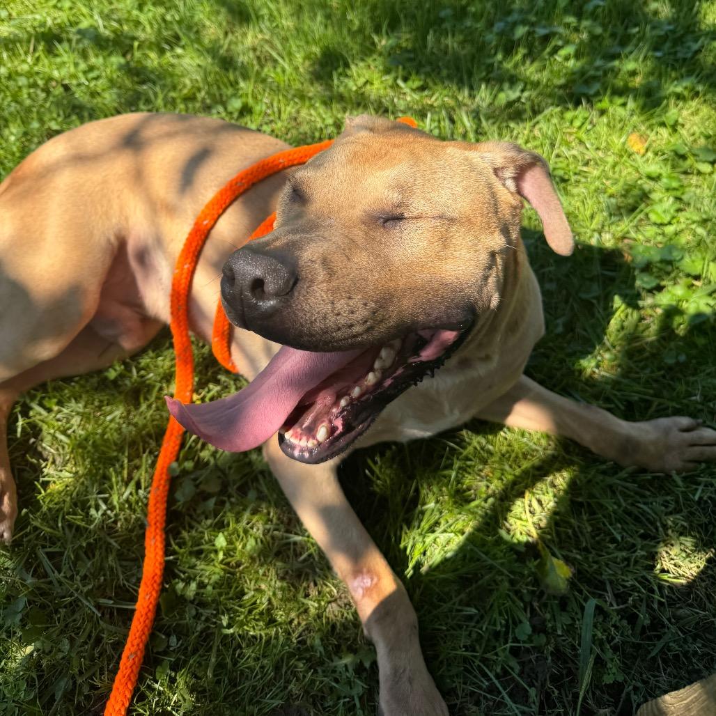 Enlarge "Hammy"-Stray, a Adoptable Pit Bull Terrier in Perkiomenville, PA image 6/6