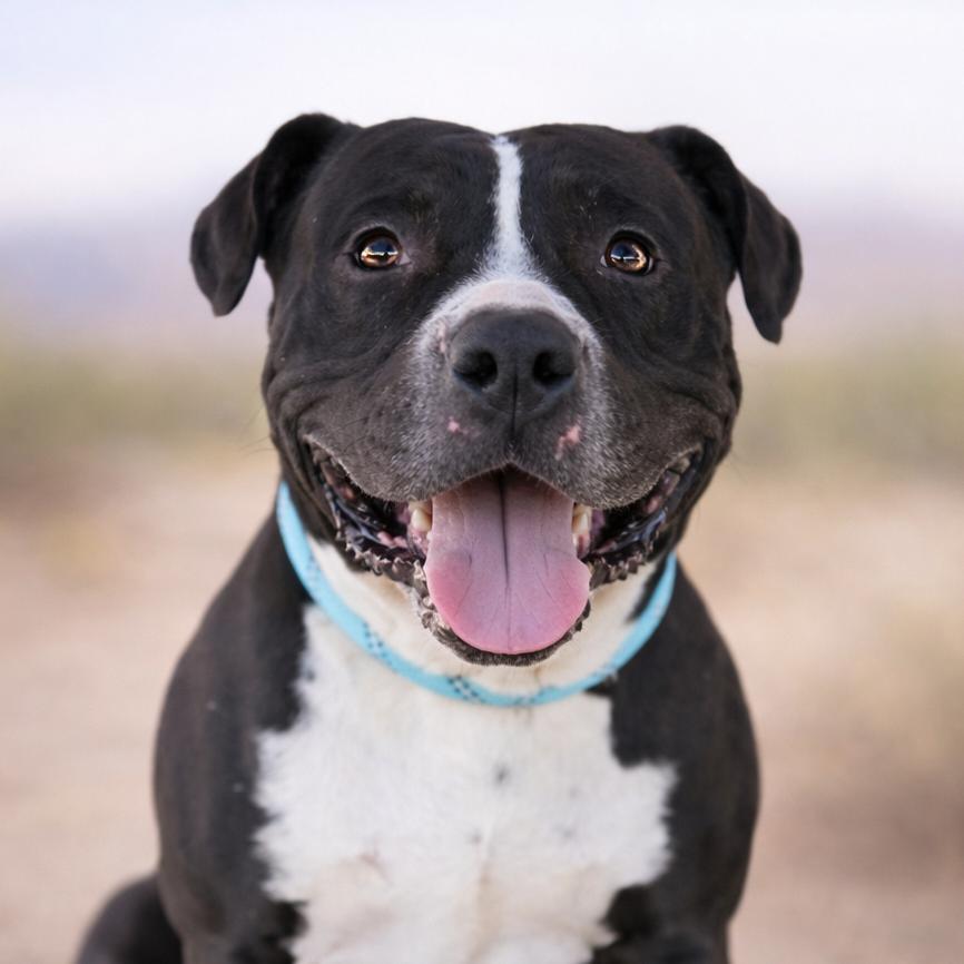 Enlarge Meatloaf, a Adoptable Pit Bull Terrier in Wickenburg, AZ image 1/3