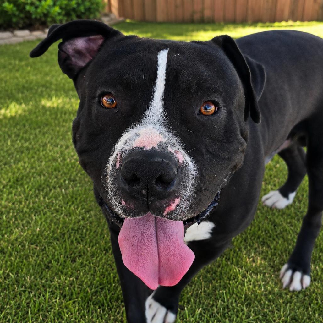 Meatloaf, Adoptable, Adult Male Pit Bull Terrier.