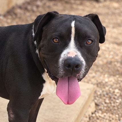 Enlarge Meatloaf, a Adoptable Pit Bull Terrier in Wickenburg, AZ image 2/6