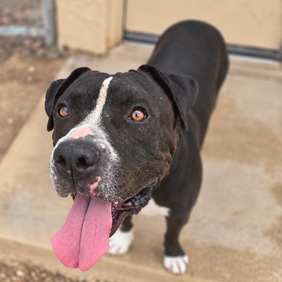 Enlarge Meatloaf, a Adoptable Pit Bull Terrier in Wickenburg, AZ image 3/6