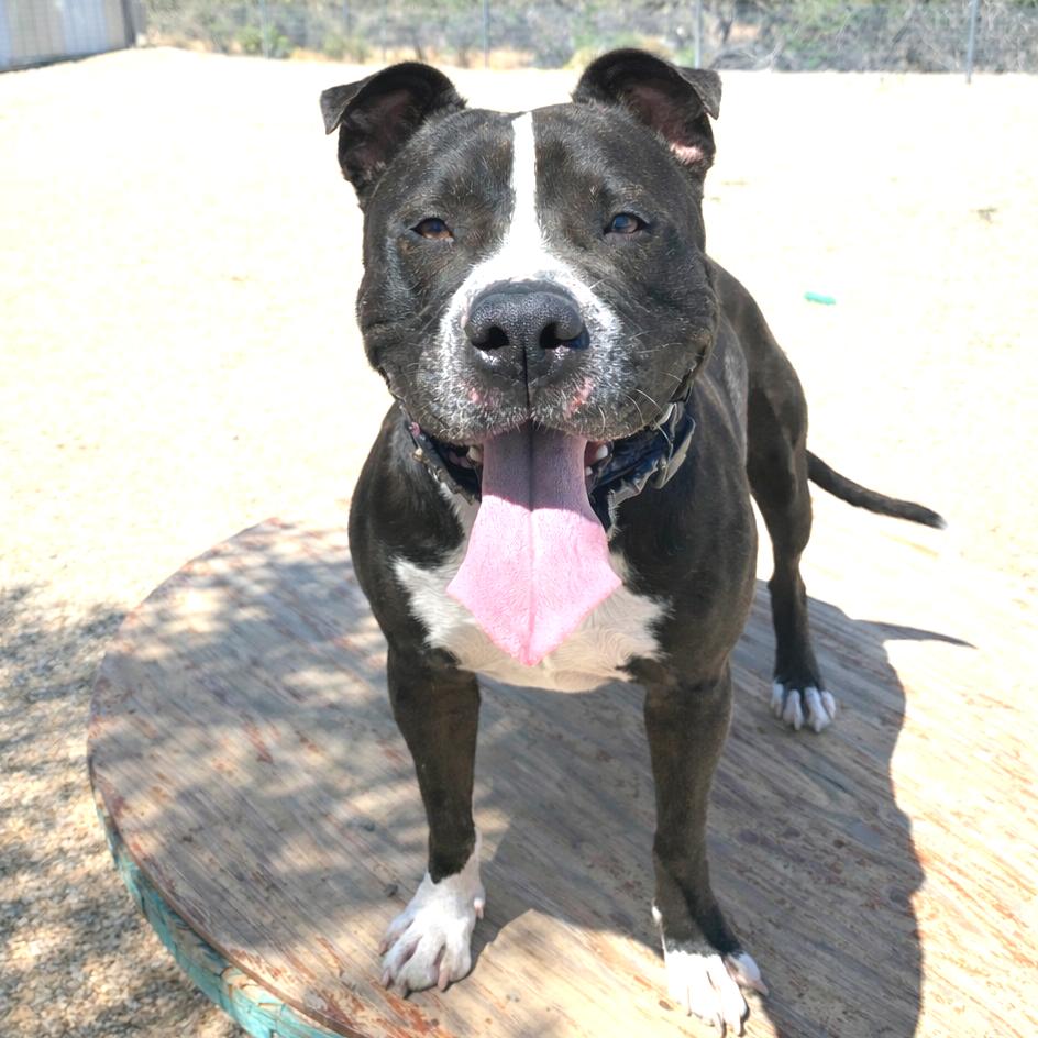 Enlarge Meatloaf, a Adoptable Pit Bull Terrier in Wickenburg, AZ image 2/3