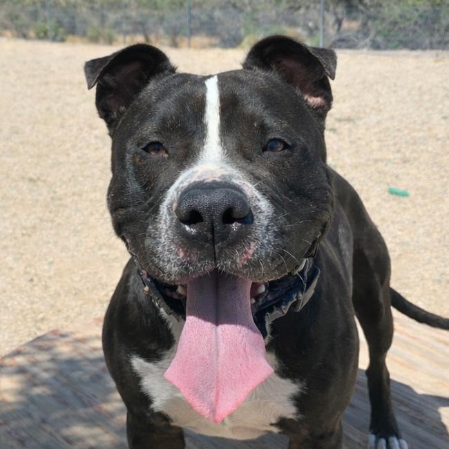 Enlarge Meatloaf, a Adoptable Pit Bull Terrier in Wickenburg, AZ image 3/3