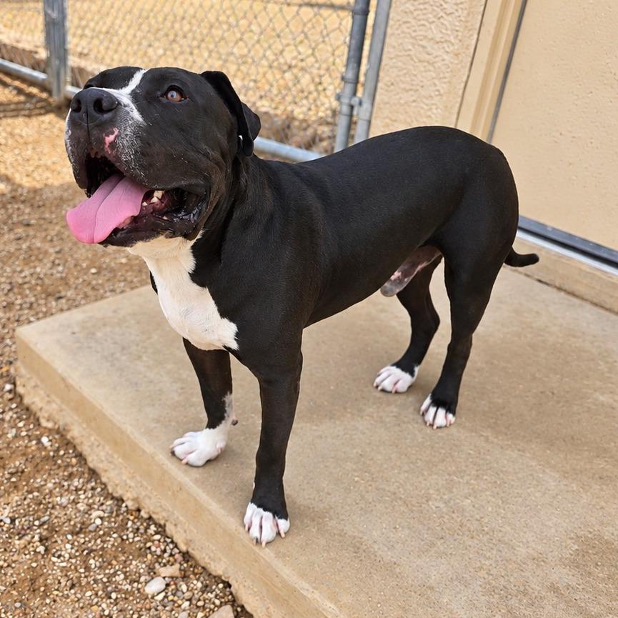 Enlarge Meatloaf, a Adoptable Pit Bull Terrier in Wickenburg, AZ image 6/6