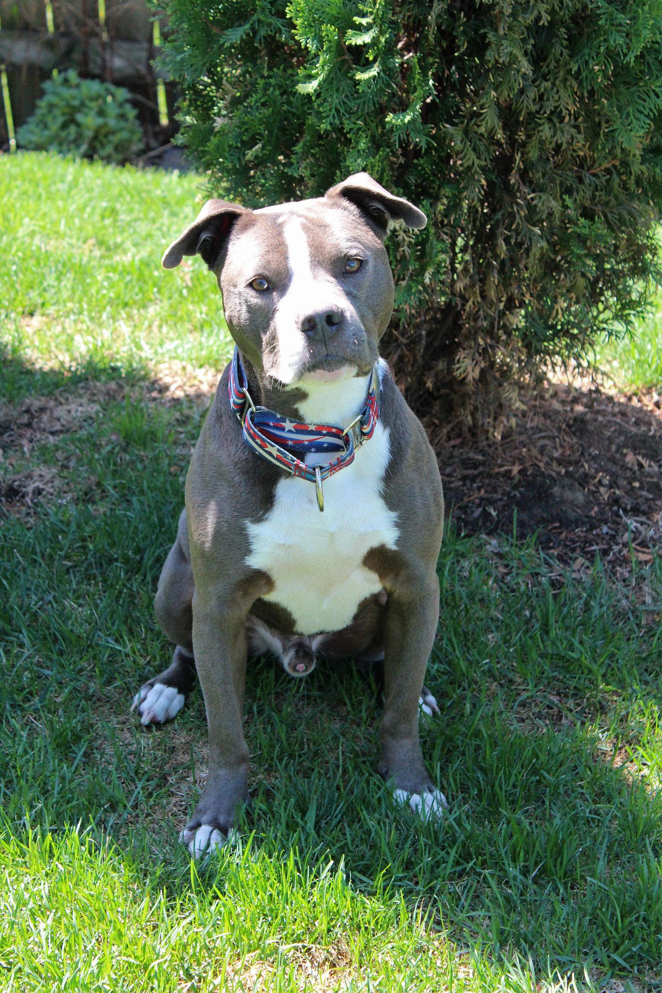 Enlarge Nimbus, a Adopted mixed breed in Sioux Falls, SD image 2/6
