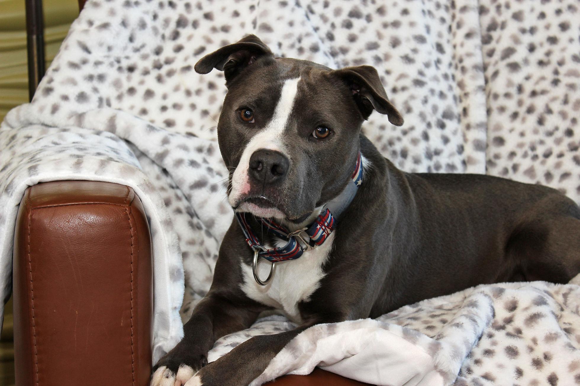 Enlarge Nimbus, a Adopted mixed breed in Sioux Falls, SD image 3/6