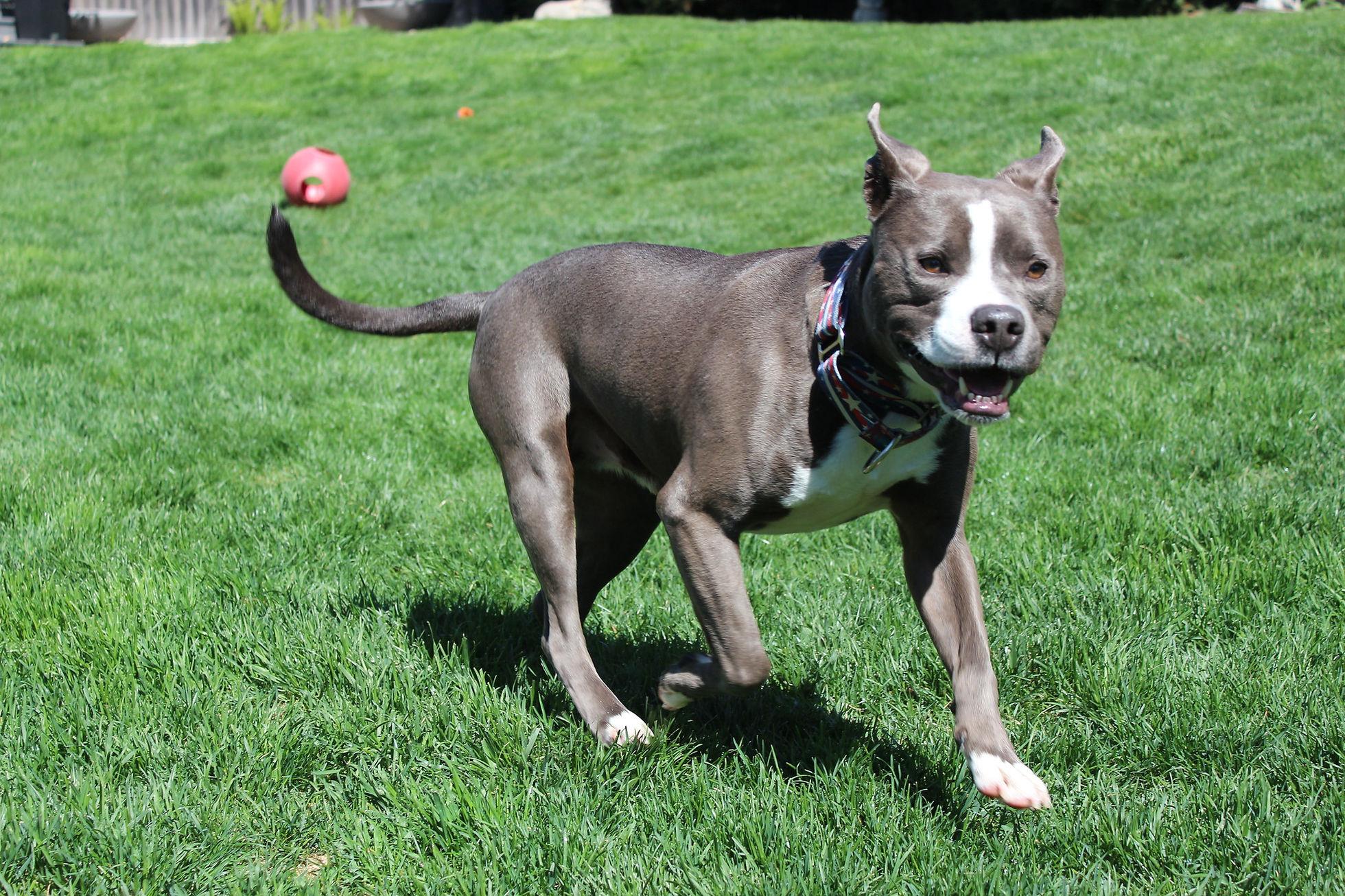 Enlarge Nimbus, a Adopted mixed breed in Sioux Falls, SD image 4/6
