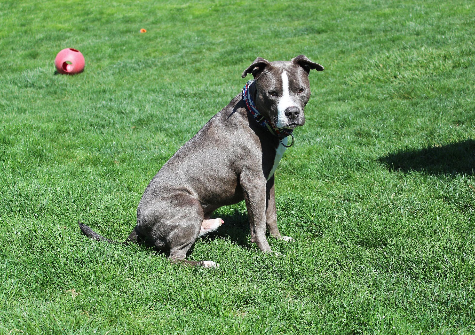 Enlarge Nimbus, a Adopted mixed breed in Sioux Falls, SD image 5/6