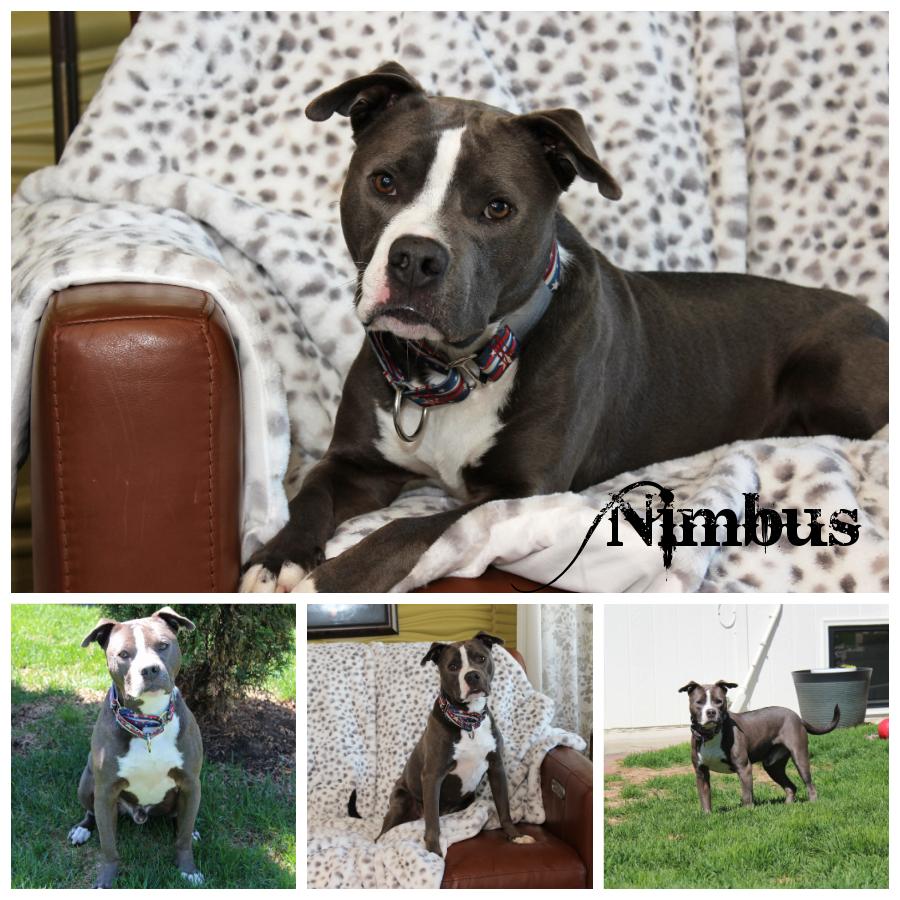 Nimbus, an adoptable Terrier in Sioux Falls, SD, 57101 | Photo Image 1