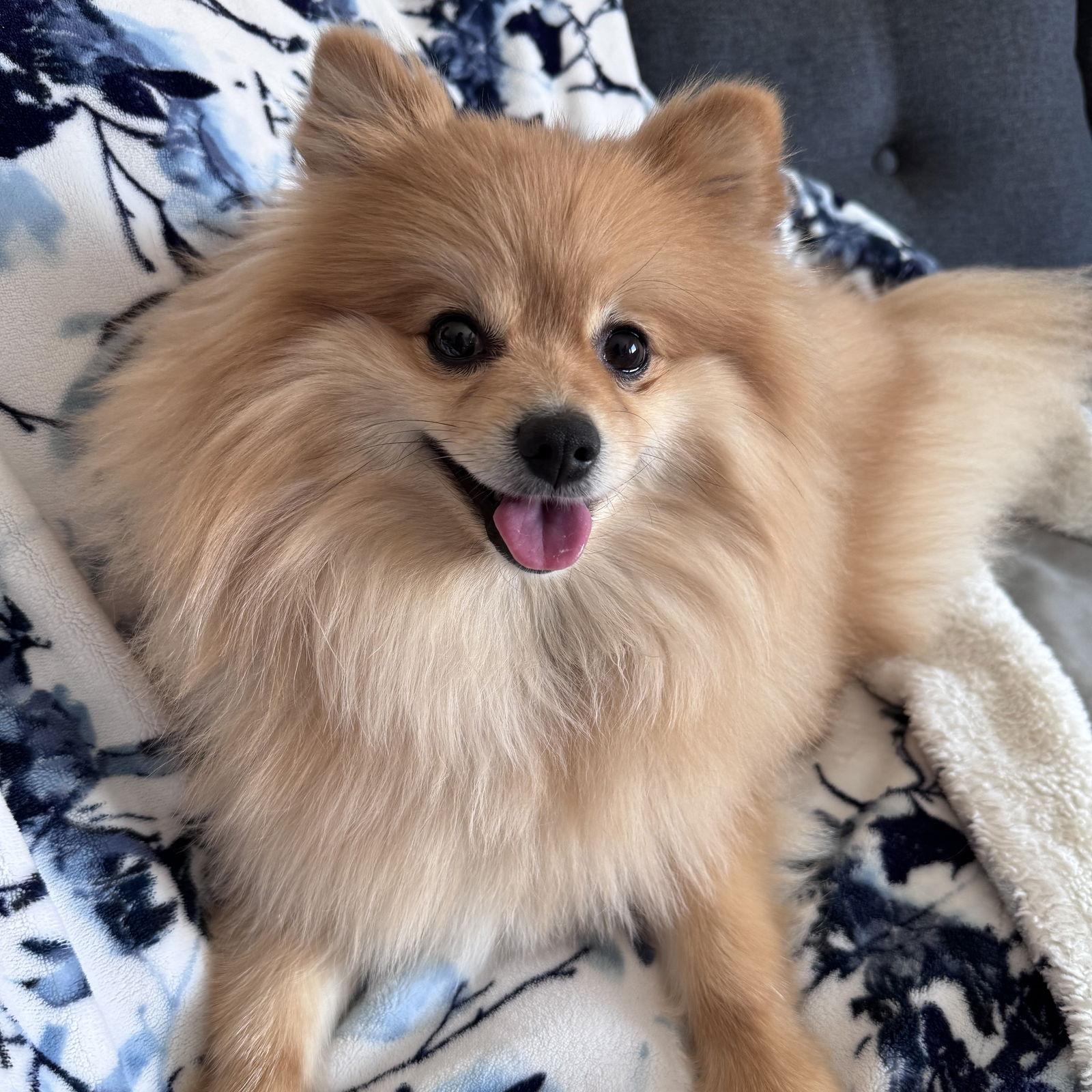 Mr Fluffy — thumbnail 2