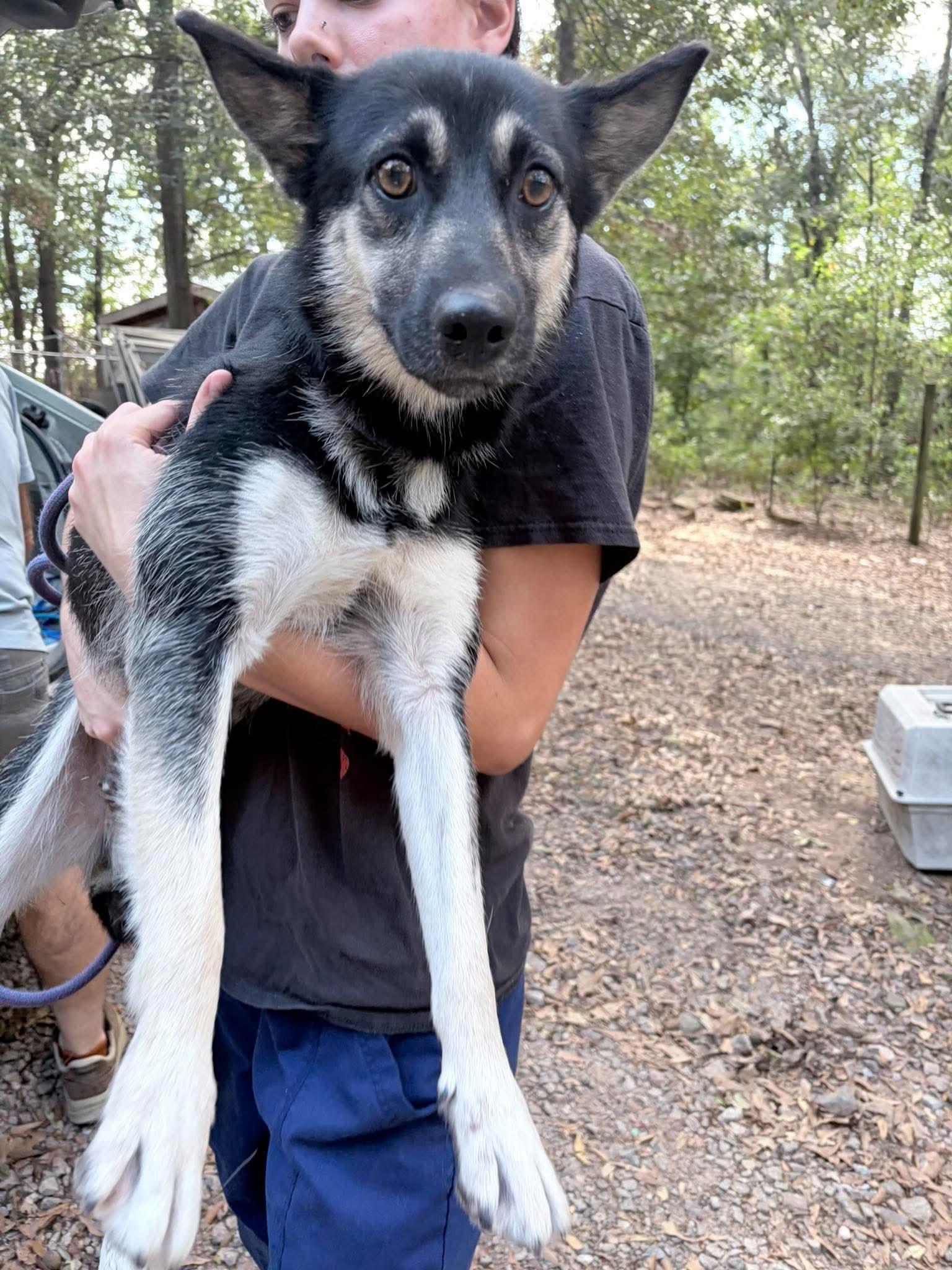 Enlarge Ms Linda, a Adoptable mixed breed in East Haddam, CT image 3/5