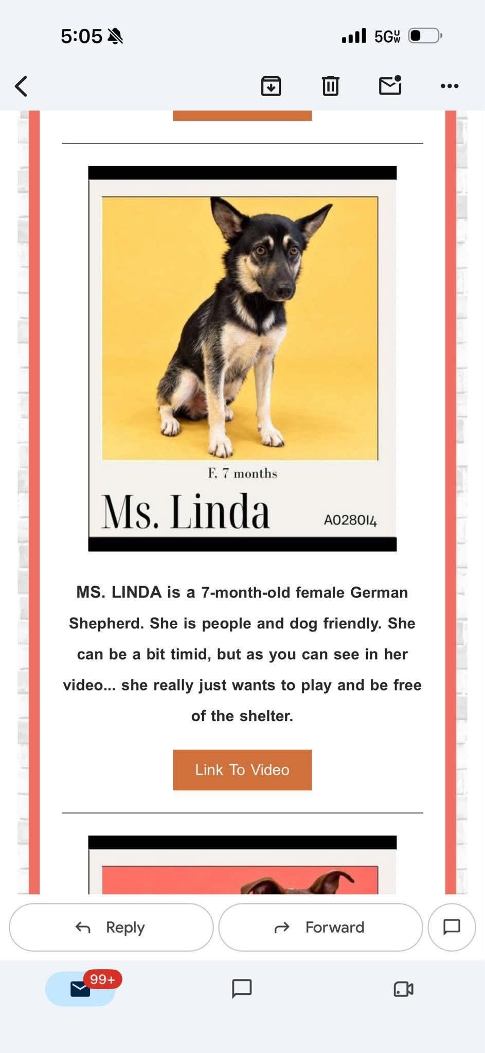 Ms Linda, Adoptable, Puppy Female Shepherd.