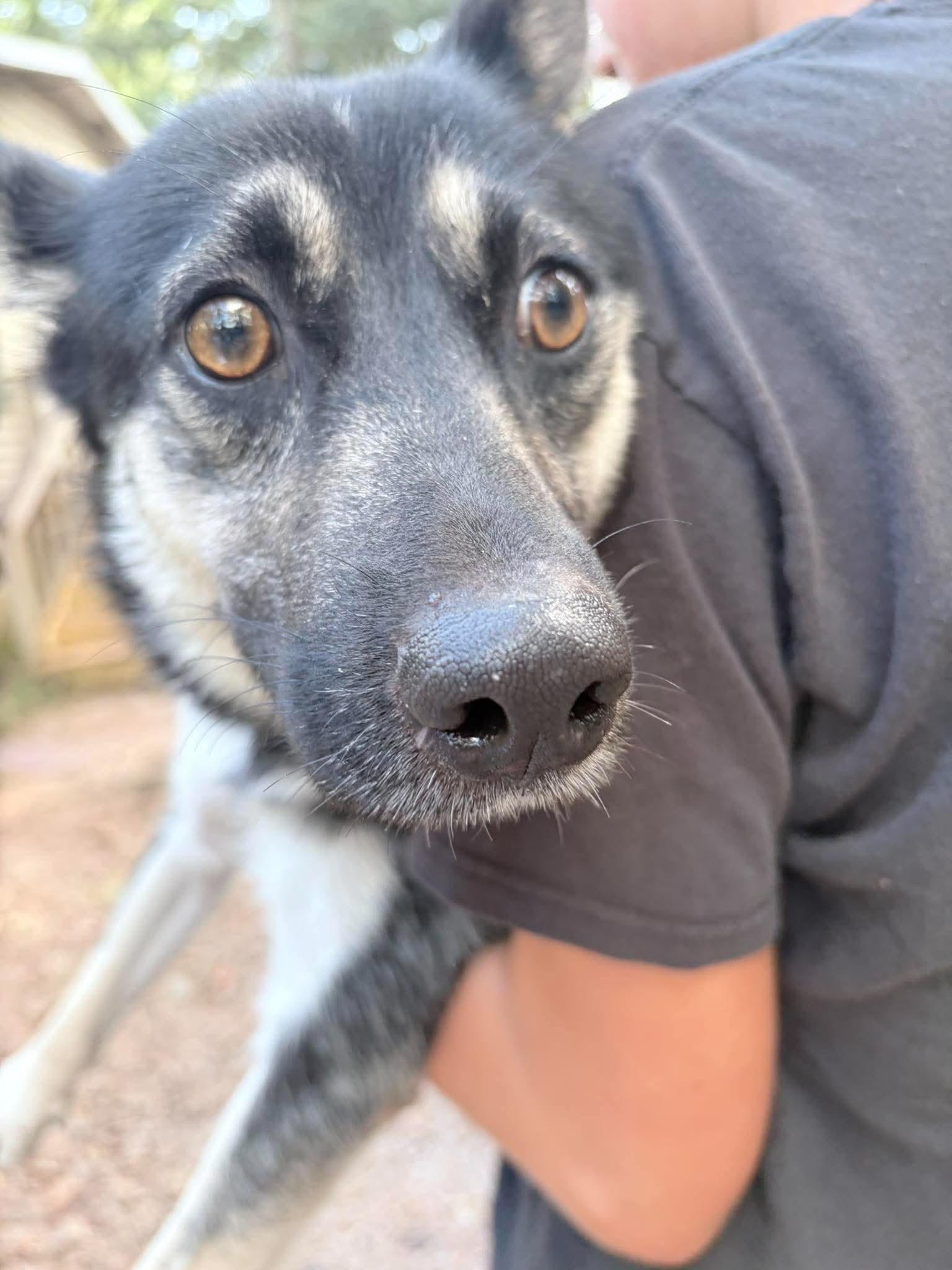 Enlarge Ms Linda, a Adoptable mixed breed in East Haddam, CT image 2/5