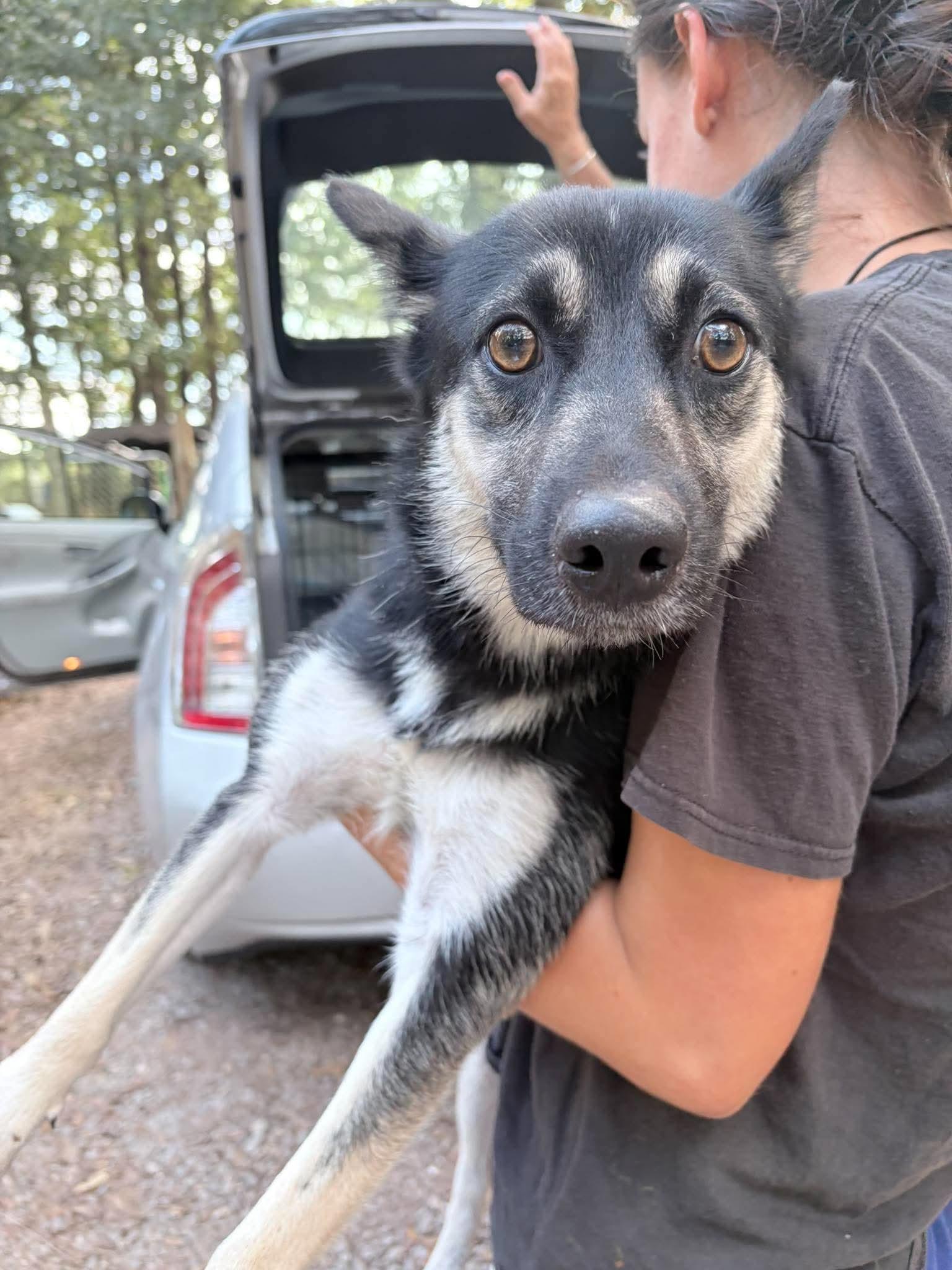 Enlarge Ms Linda, a Adoptable mixed breed in East Haddam, CT image 4/5