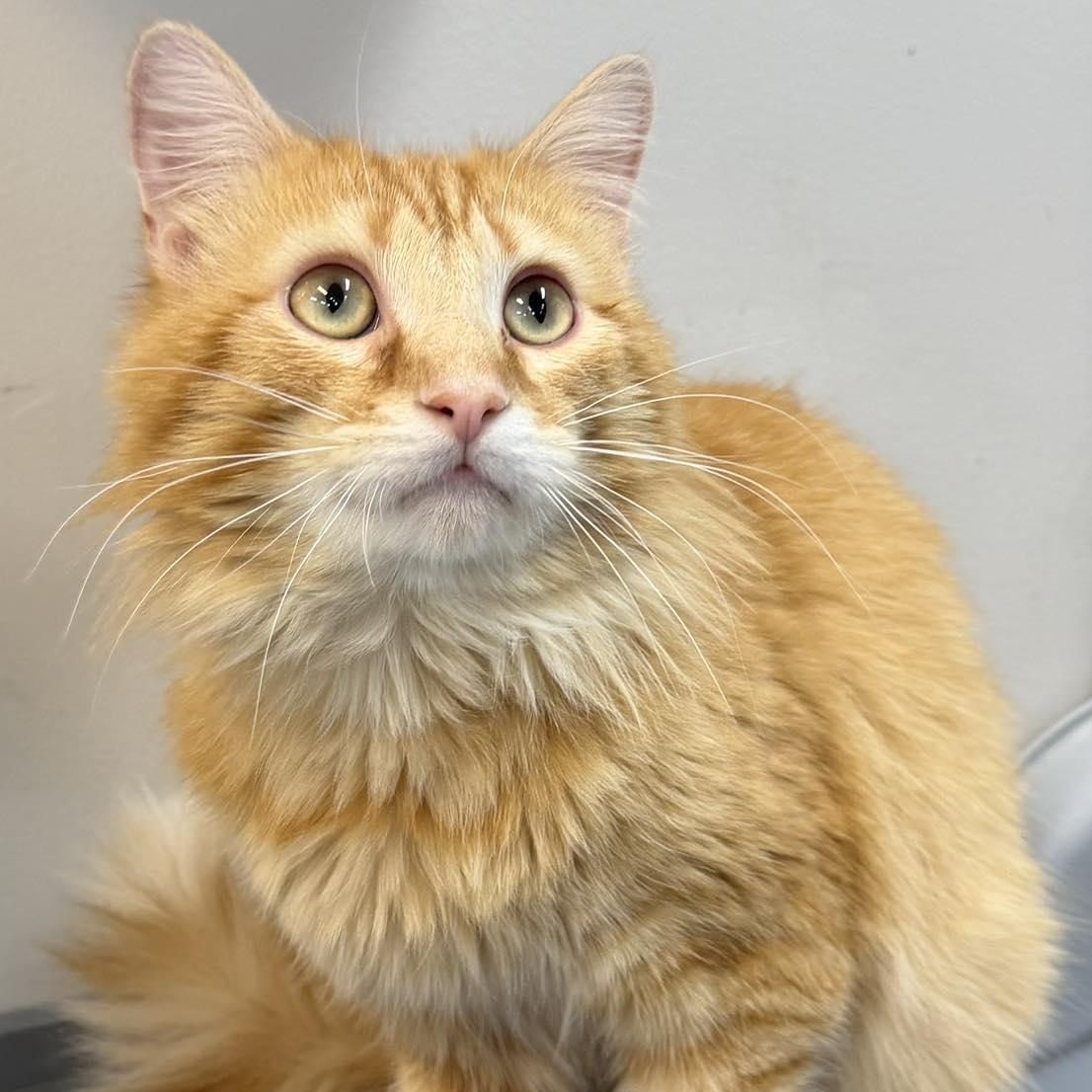Pookie, ADOPTABLE, Adult Male Domestic Long Hair.