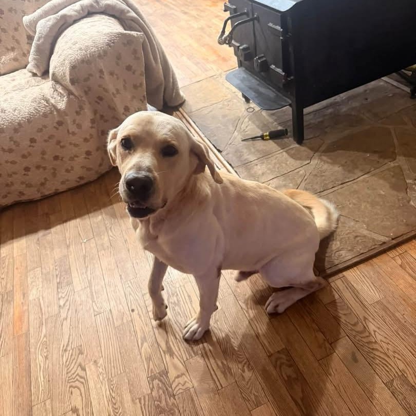 Enlarge RIMI, a Adoptable Yellow Labrador Retriever in Chicopee, MA image 3/3
