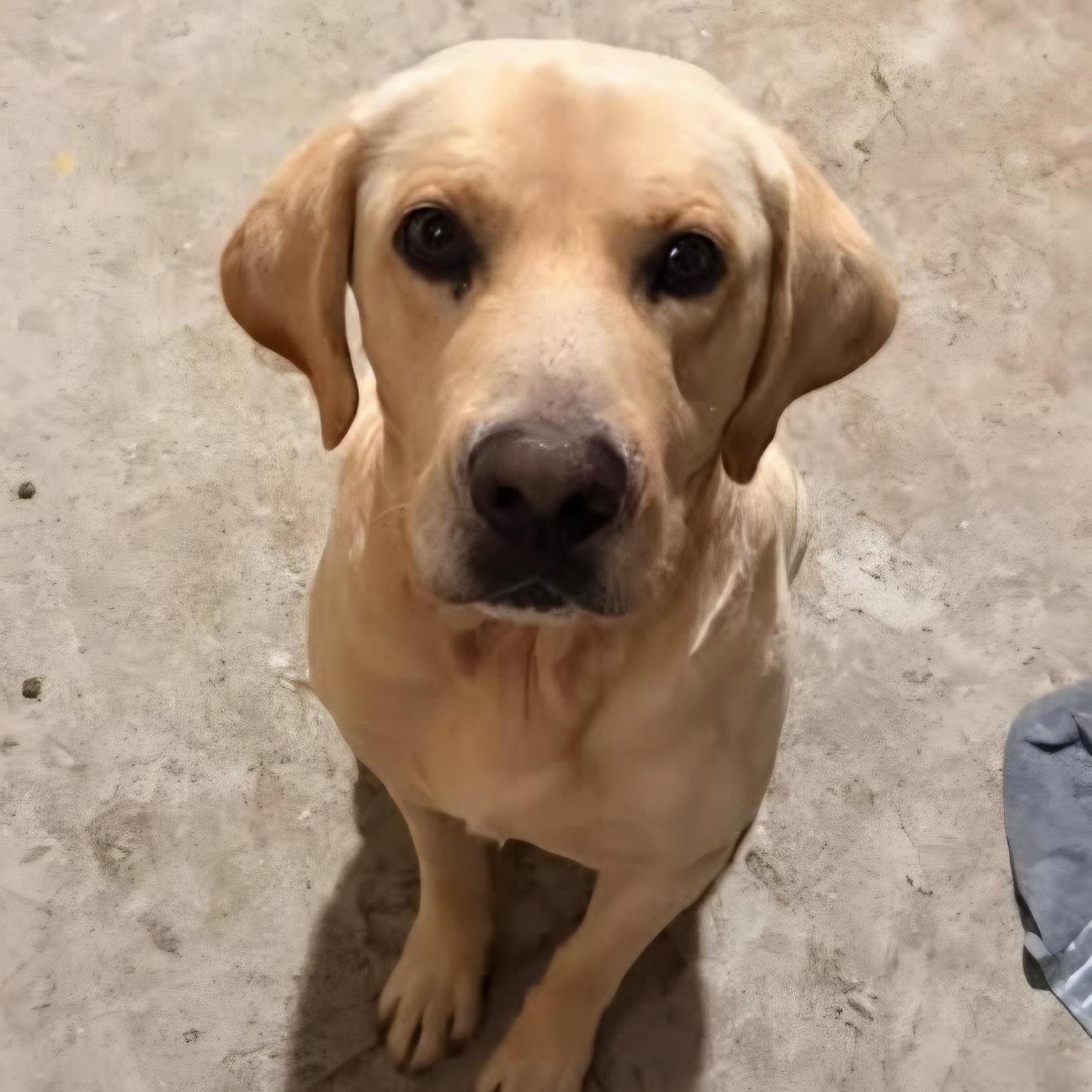 Enlarge RIMI, a Adoptable Yellow Labrador Retriever in Chicopee, MA image 1/3
