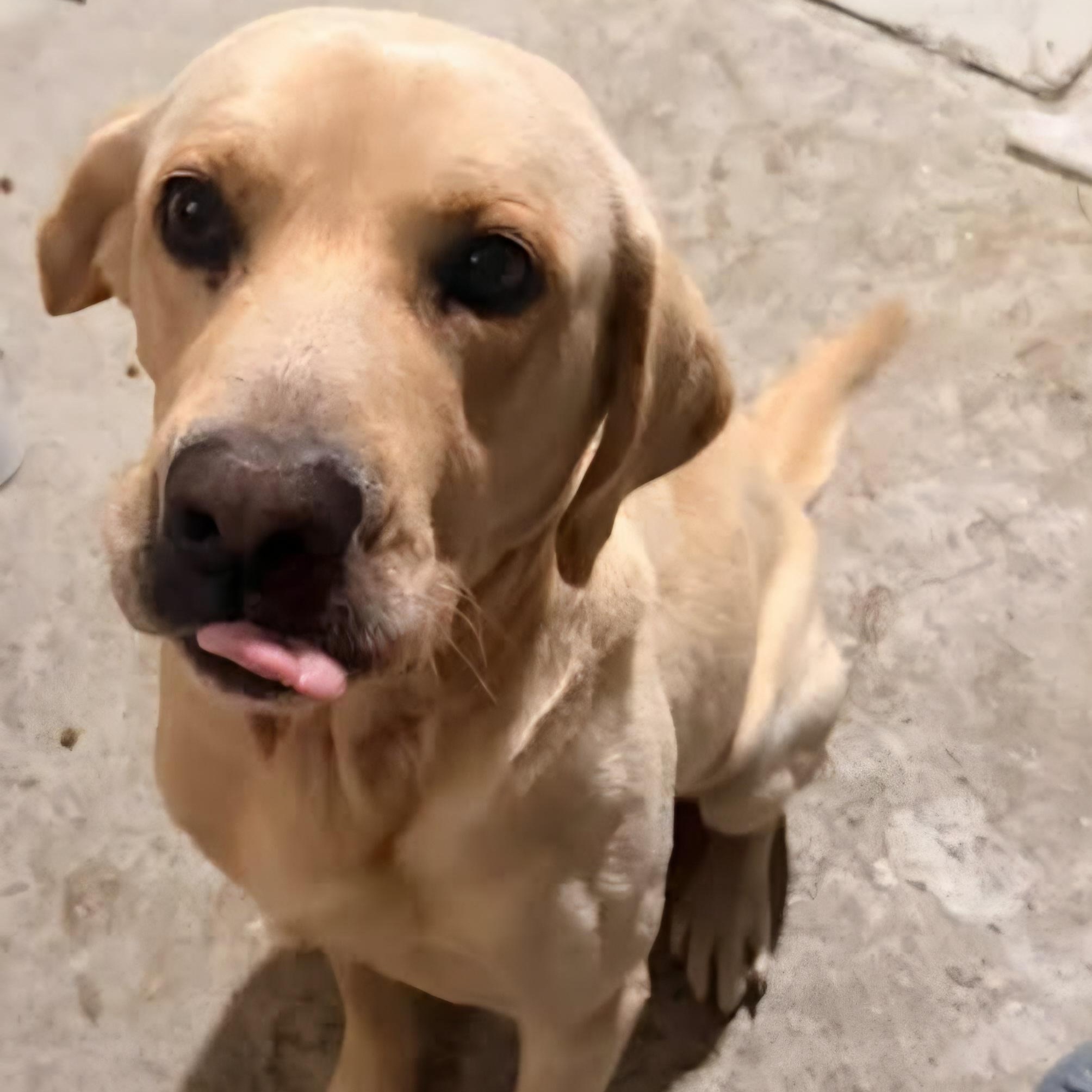 Enlarge RIMI, a Adoptable Yellow Labrador Retriever in Chicopee, MA image 2/3