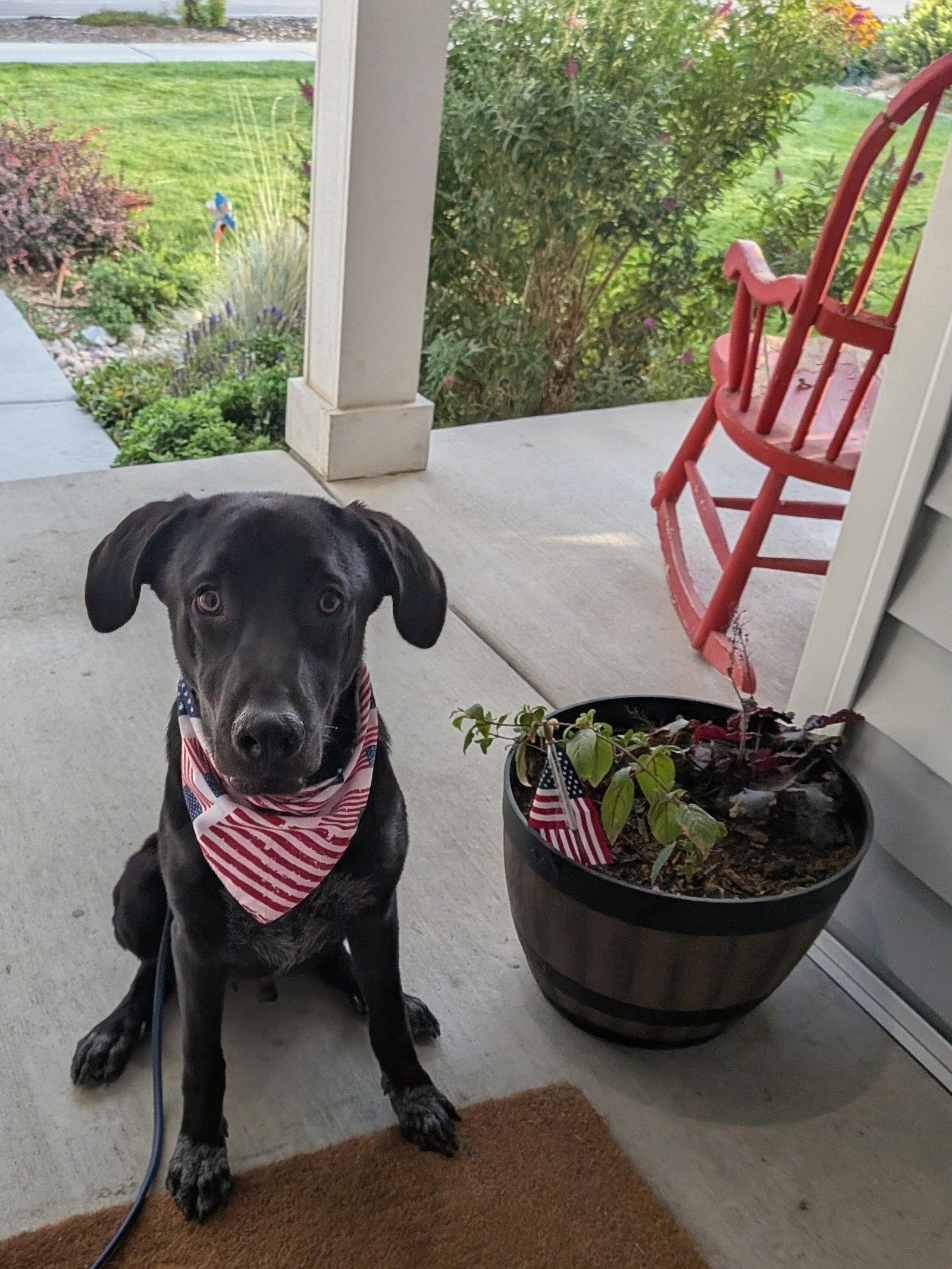 All American Kai, Adoptable, Adult Male Labrador Retriever & Australian Cattle Dog / Blue Heeler.