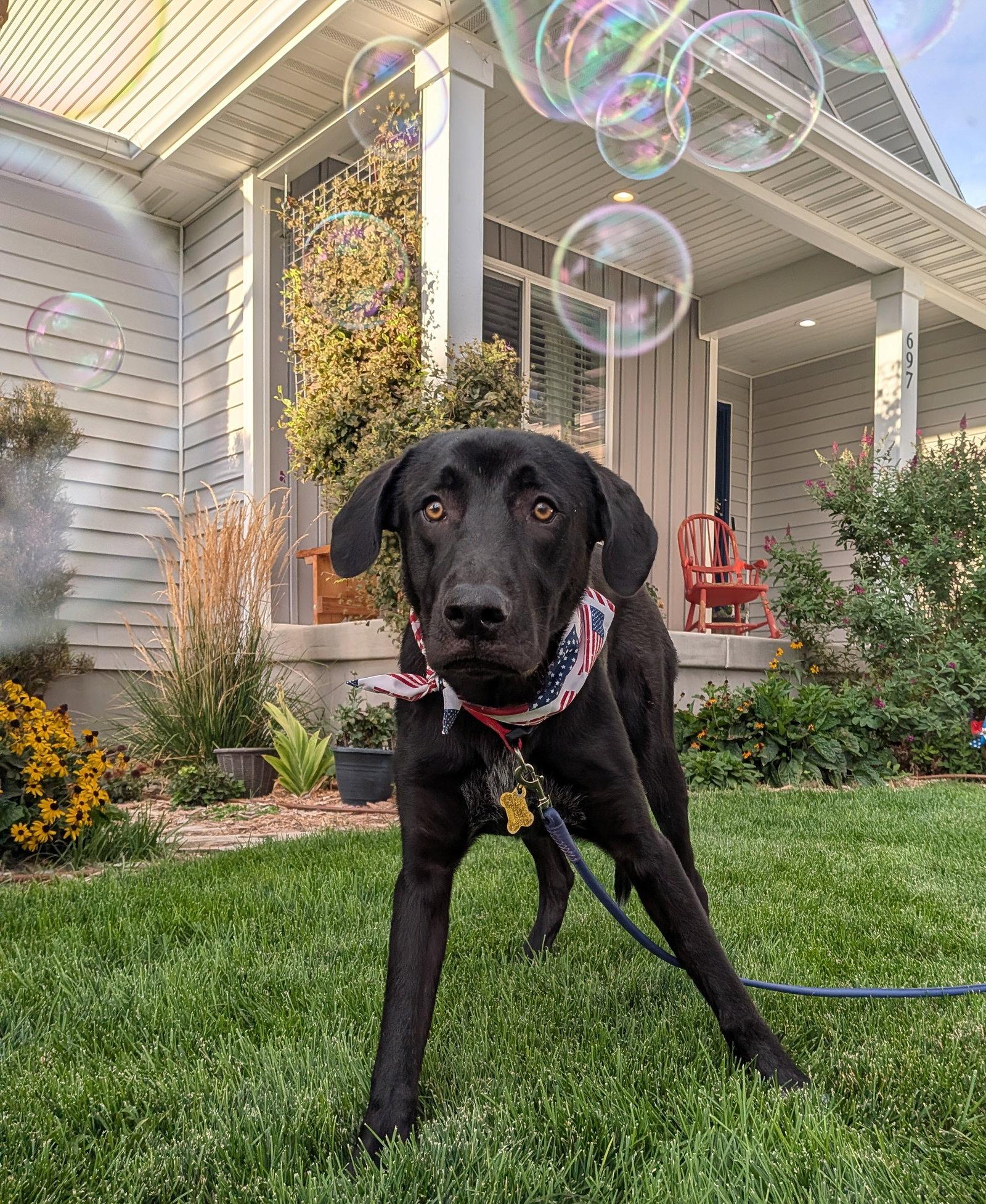 Enlarge All American Kai, a Adoptable mixed breed in Salt Lake City, UT image 2/3