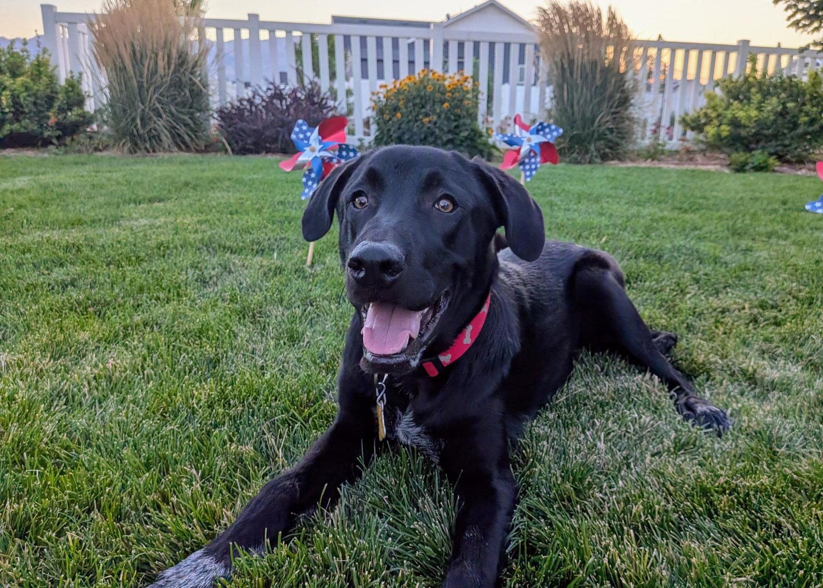 All American Kai, Adoptable, Adult Male Labrador Retriever & Australian Cattle Dog / Blue Heeler.